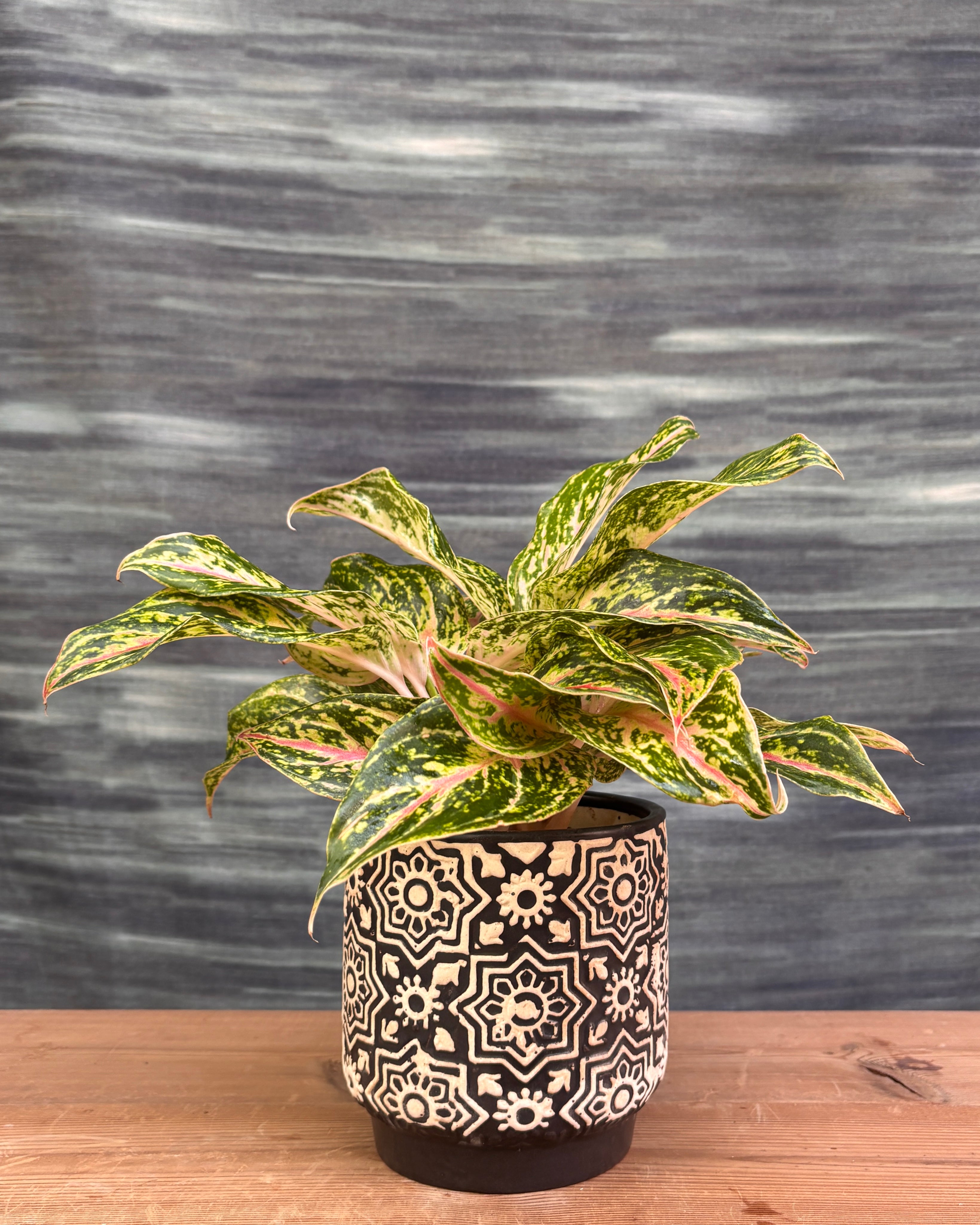 Aglaonema Firework in Black Block