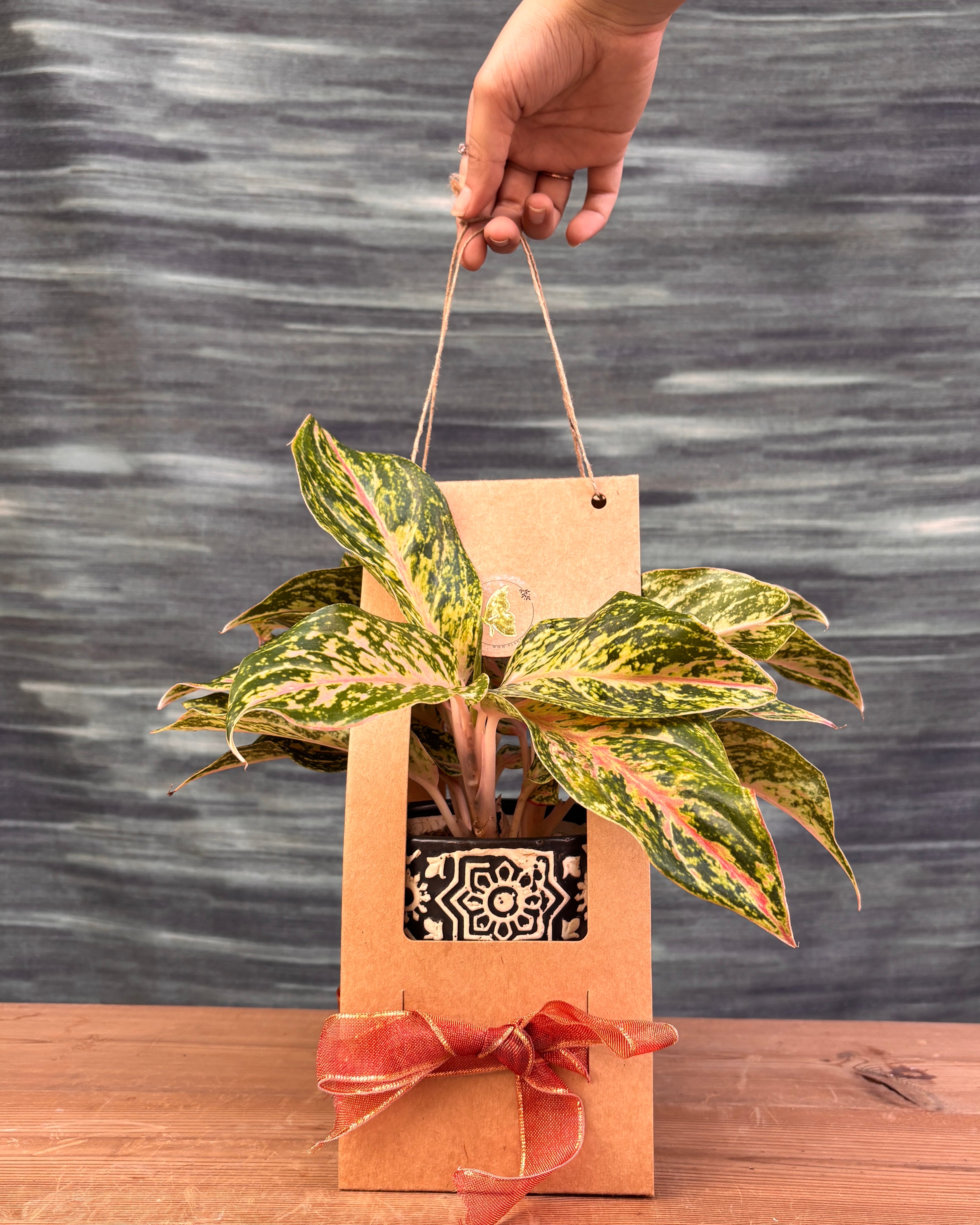 Aglaonema Firework in Black Block