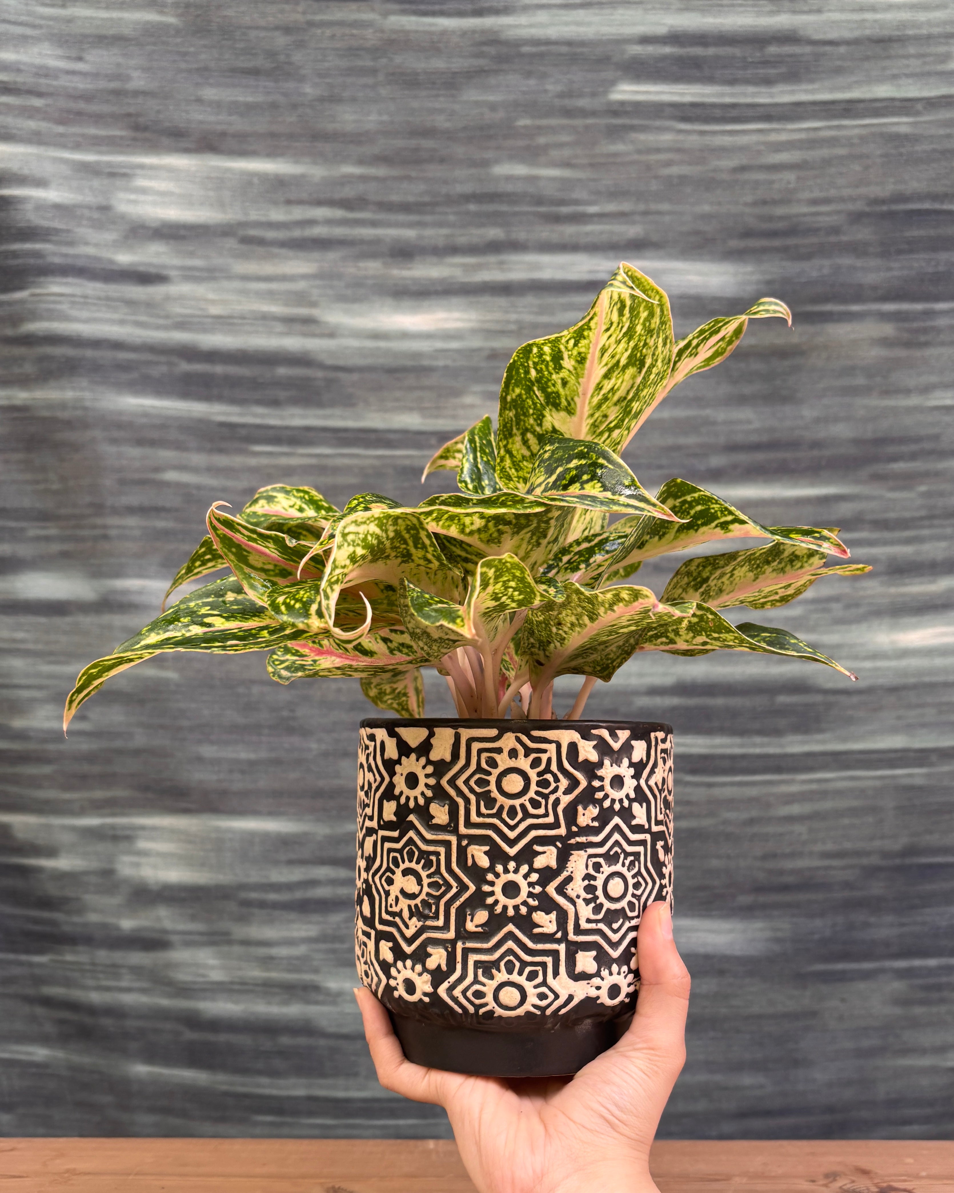 Aglaonema Firework in Black Block