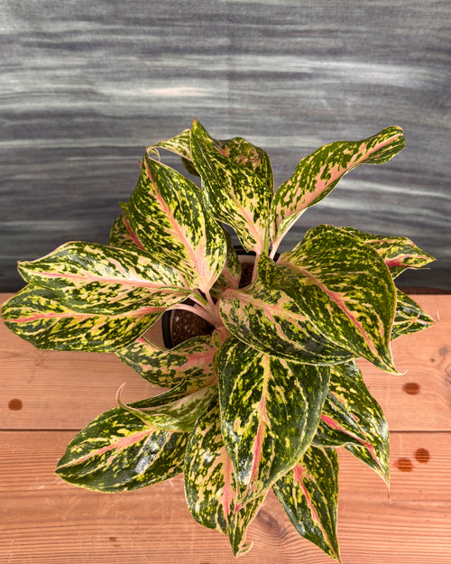 Aglaonema Firework in Black Block