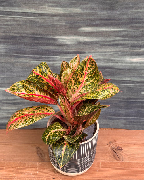 Aglaonema Firework in Charcoal Etch