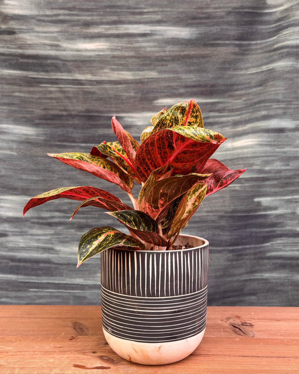 Aglaonema Firework in Charcoal Etch