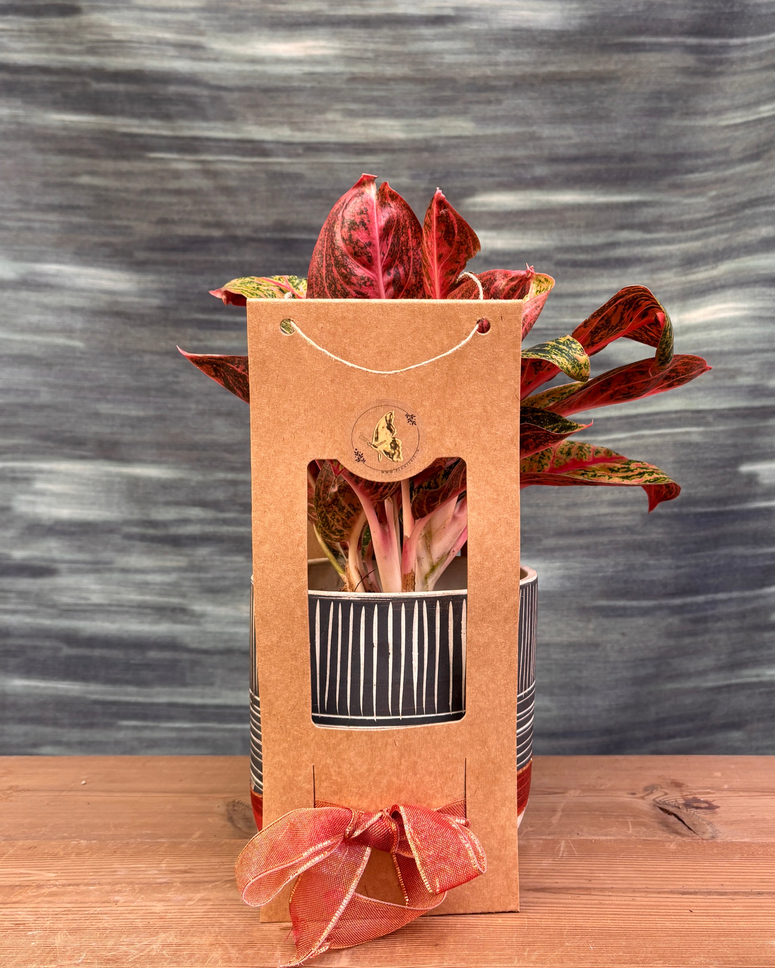 Aglaonema Firework in Charcoal Etch