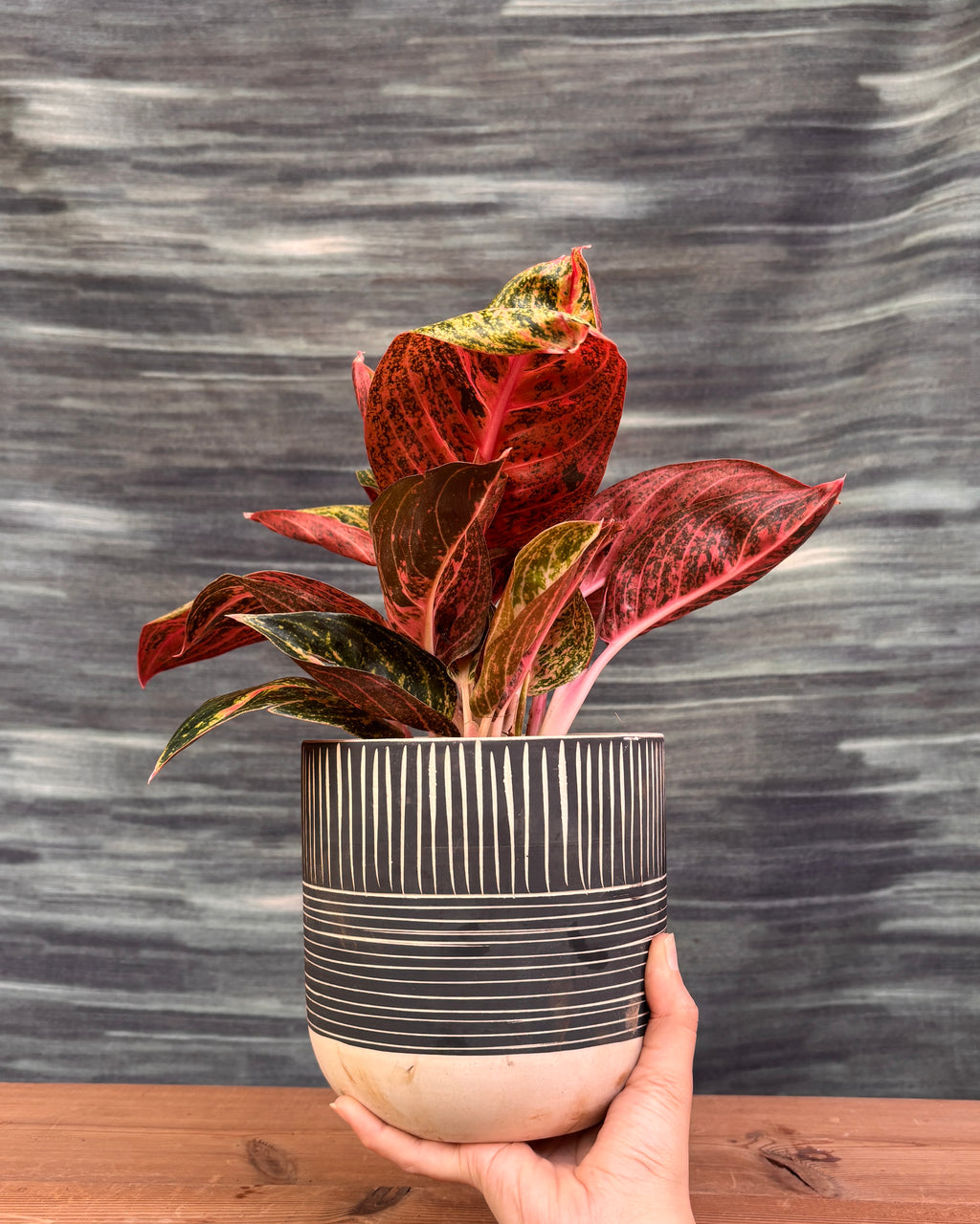Aglaonema Firework in Charcoal Etch