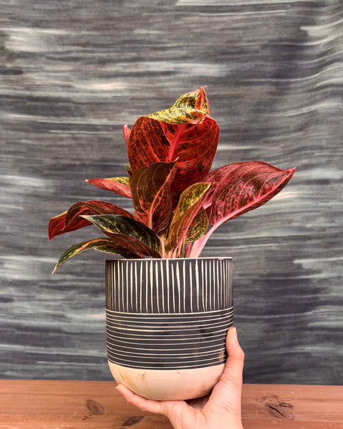 Aglaonema Firework in Charcoal Etch