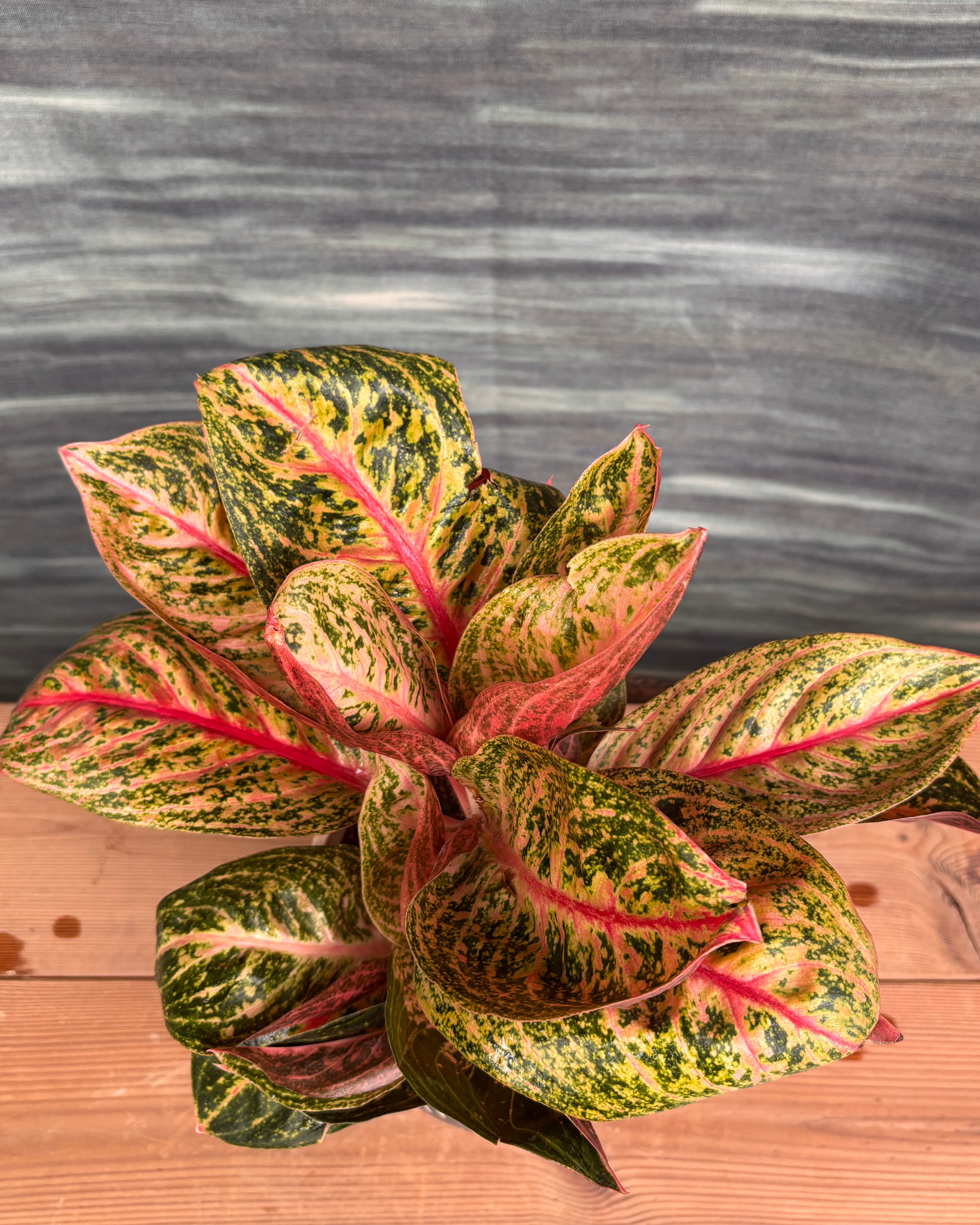 aglaonema legacy mangkok Aglaonema Firework in Charcoal Etch – Planterie