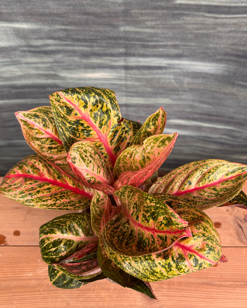 Aglaonema Firework in Charcoal Etch