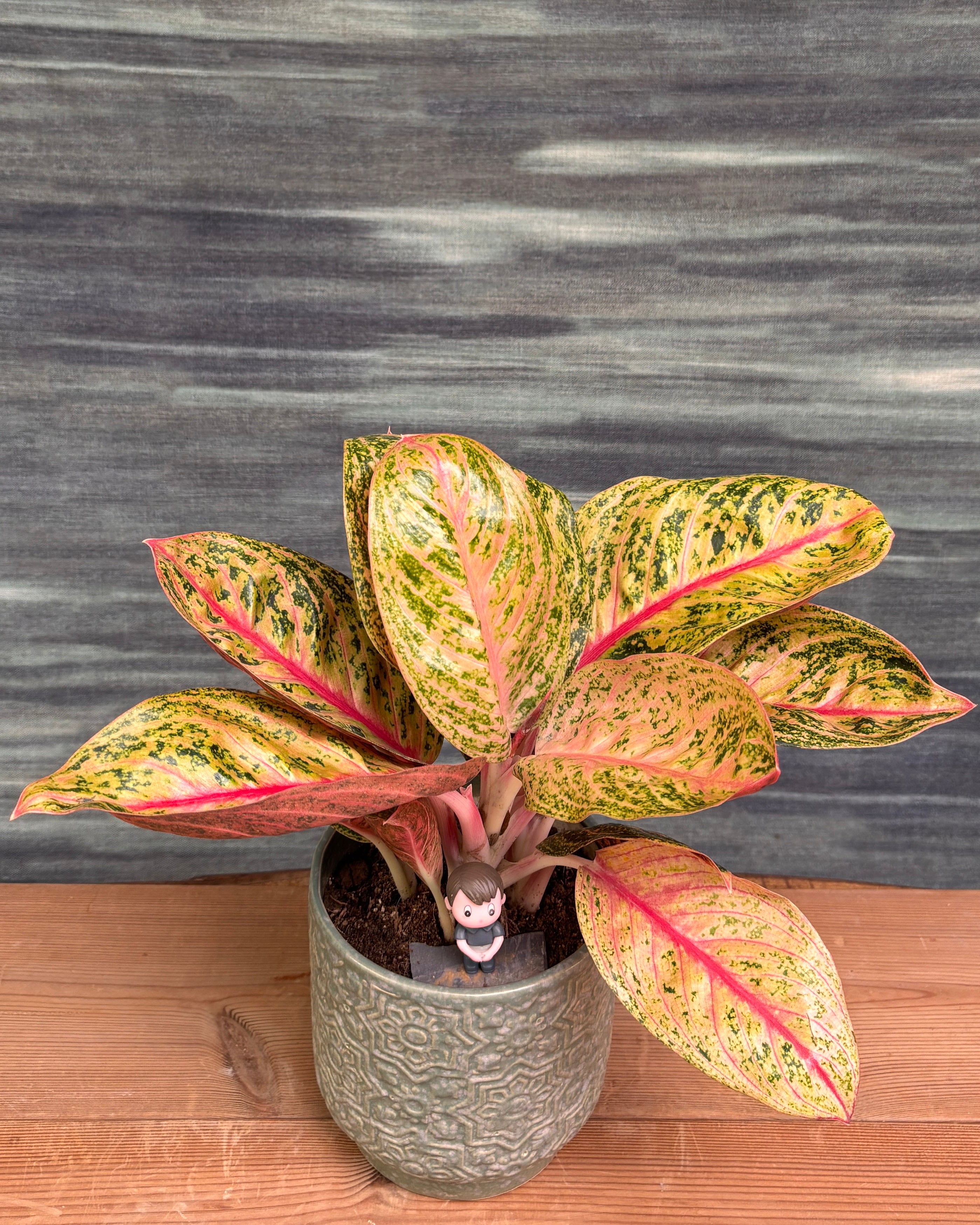 Aglaonema Firework in Sage Green
