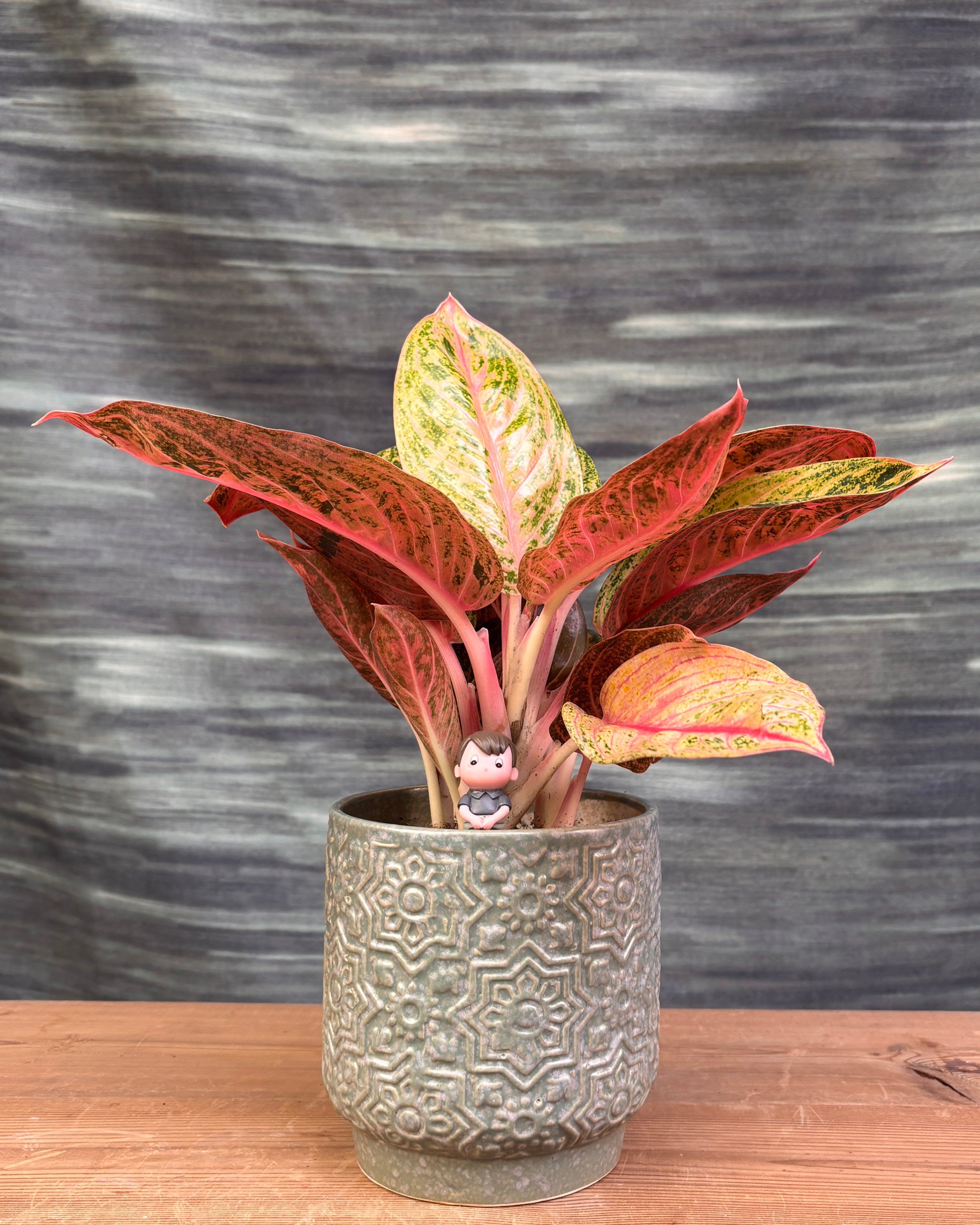 Aglaonema Firework in Sage Green