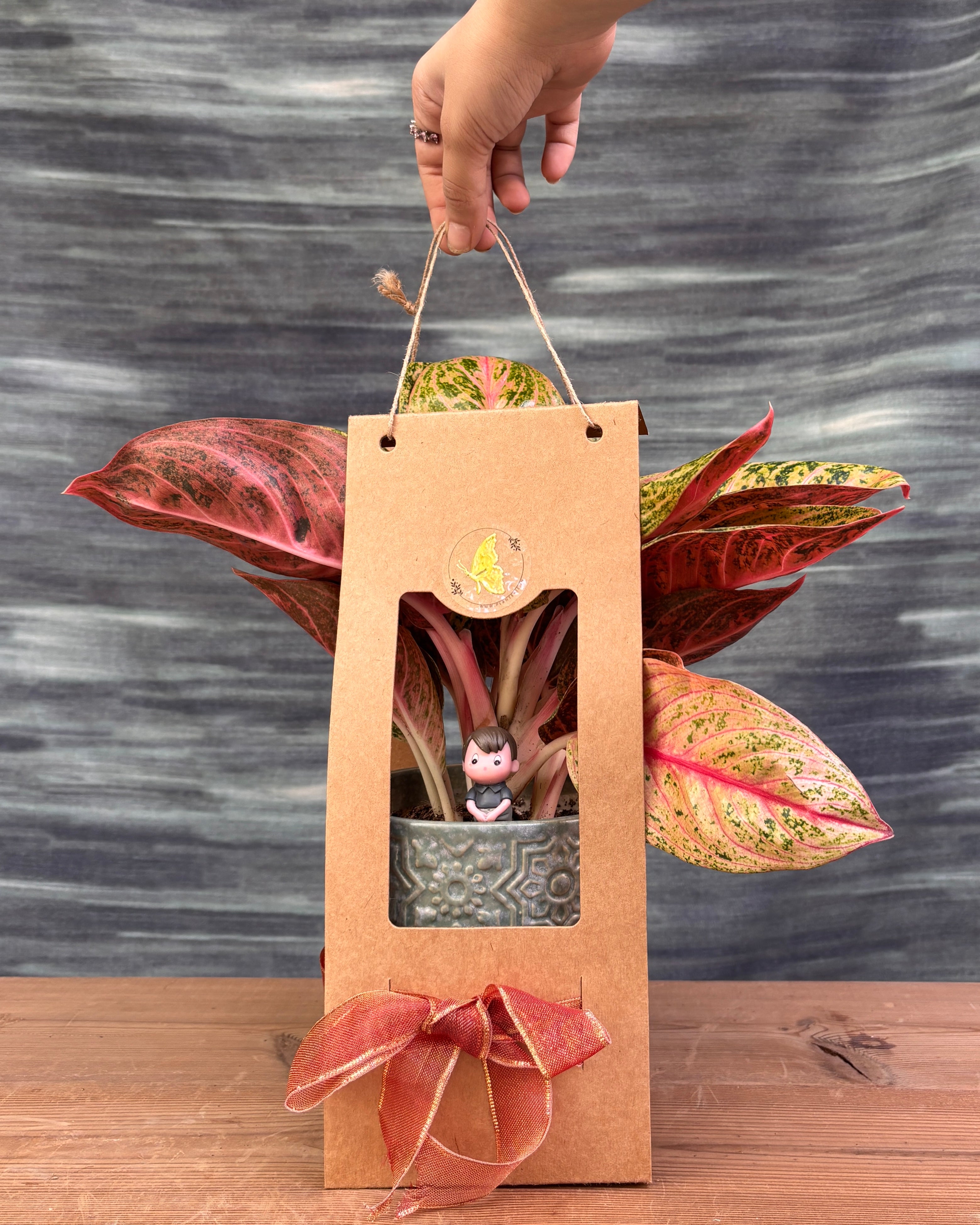 Aglaonema Firework in Sage Green