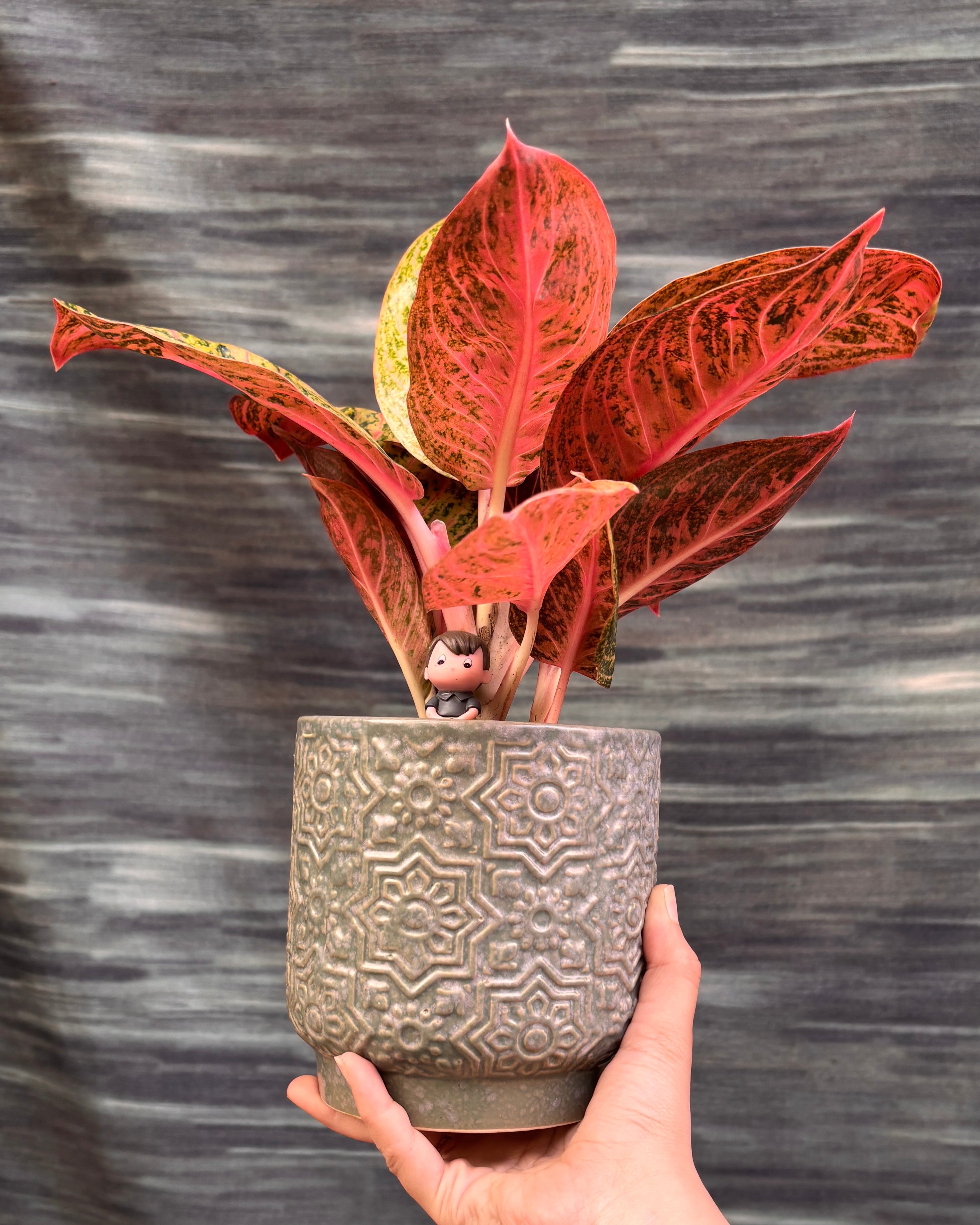 Aglaonema Firework in Sage Green
