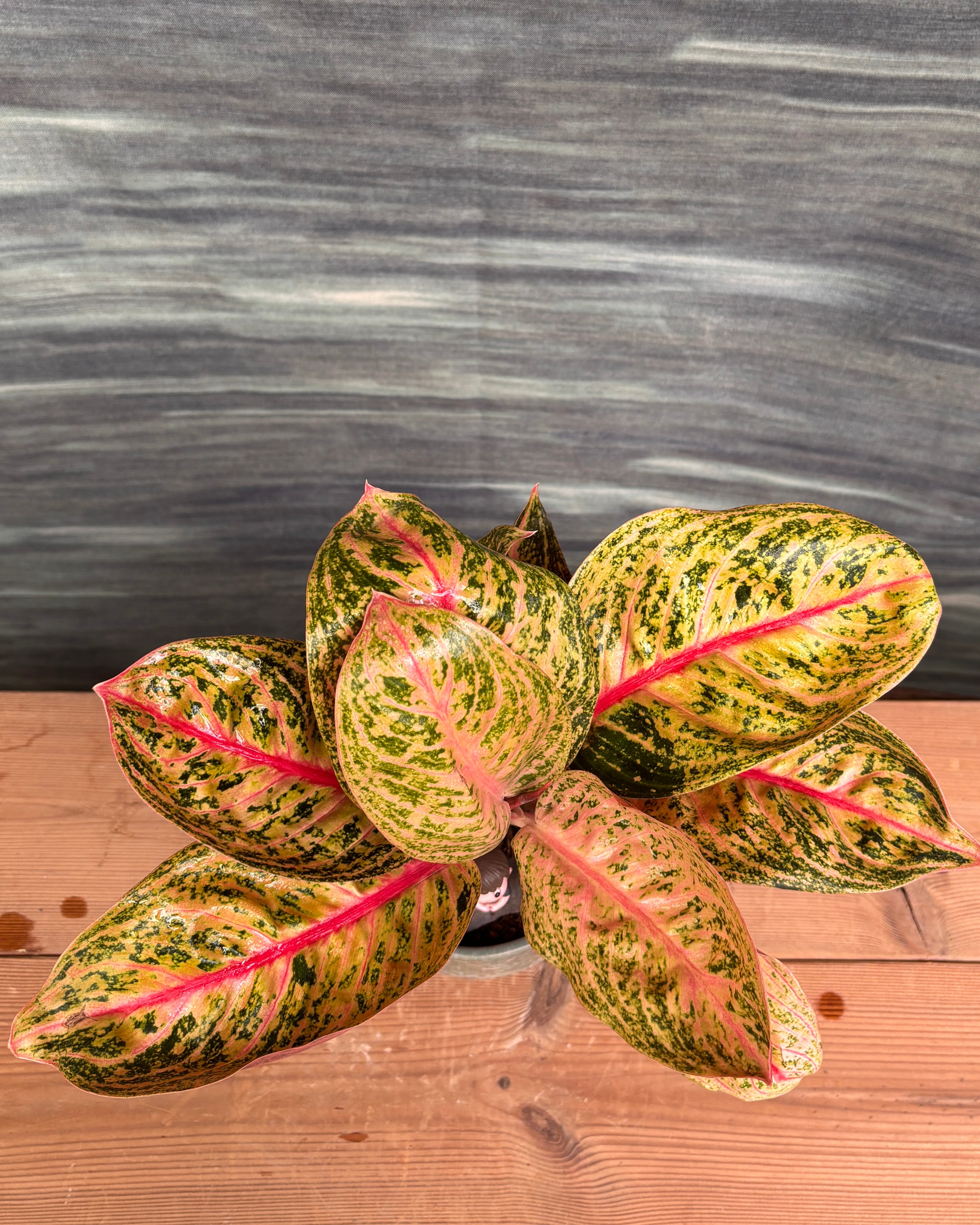 Aglaonema Firework in Sage Green