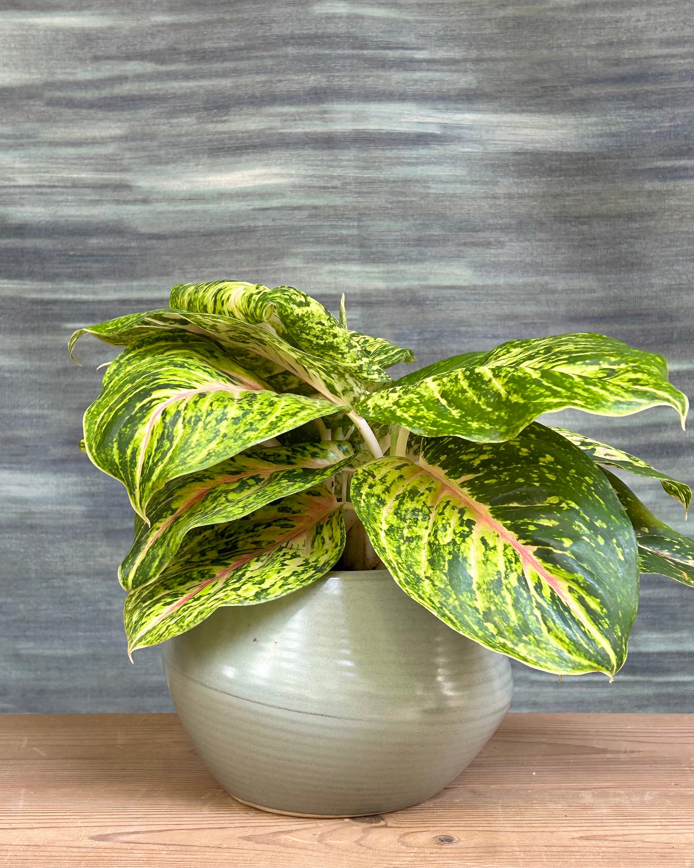 Agloanema Firework Green Lucky in Sand Dune