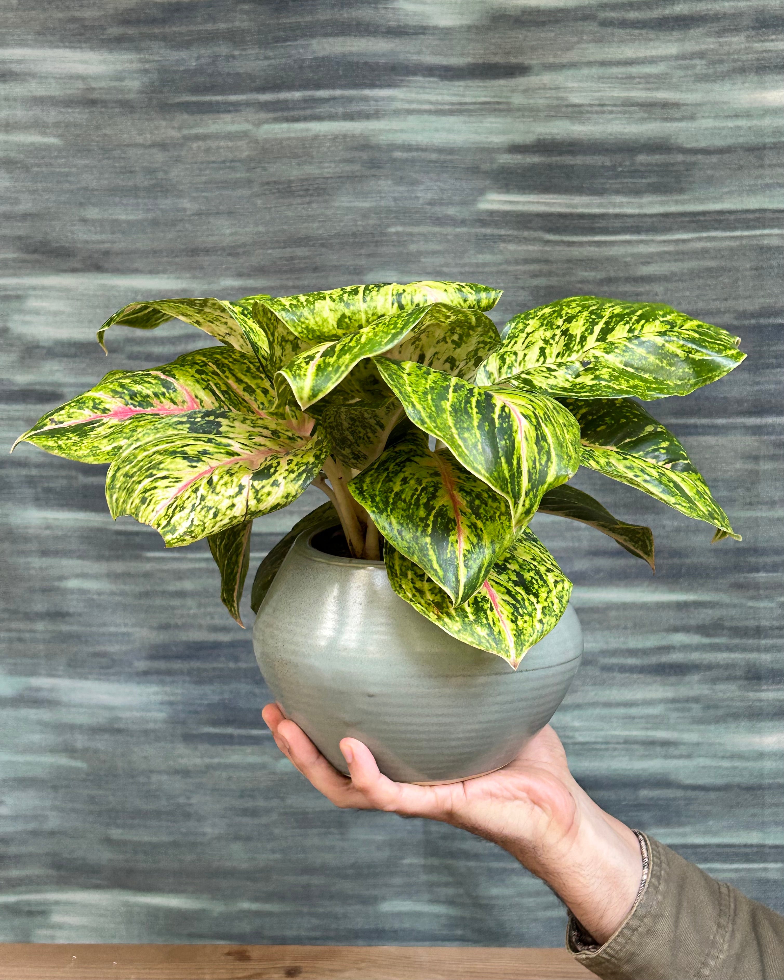 Agloanema Firework Green Lucky in Sand Dune