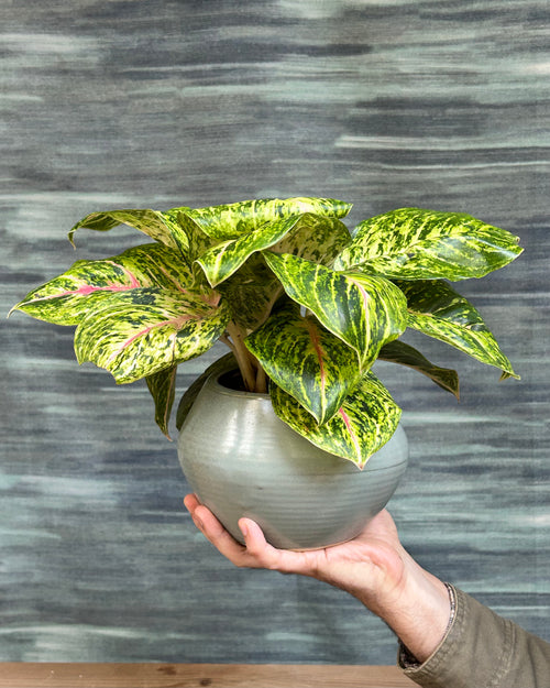 Agloanema Firework Green Lucky in Sand Dune