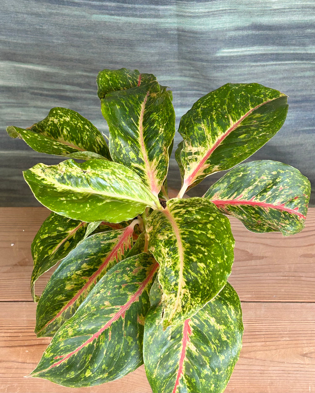 Agloanema Firework Green Lucky in Sand Dune