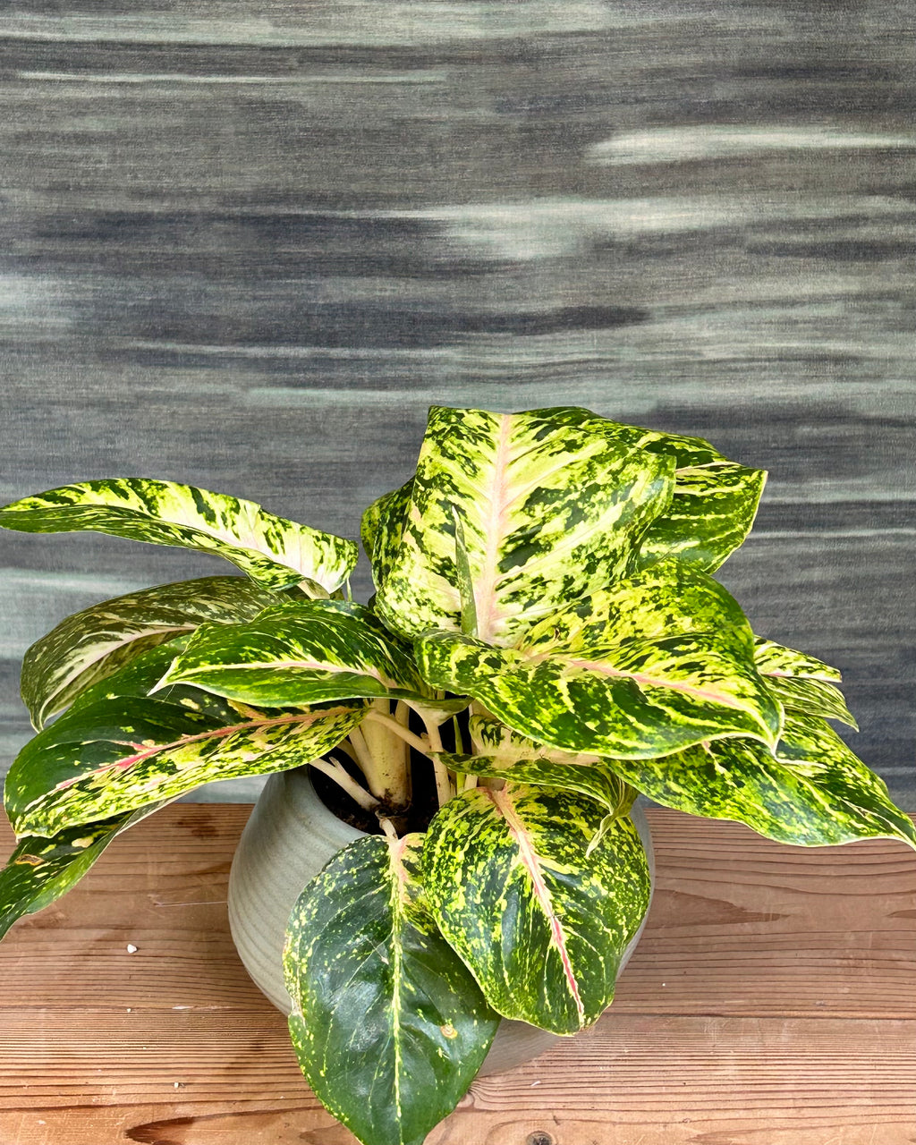 Agloanema Firework Green Lucky in Sand Dune