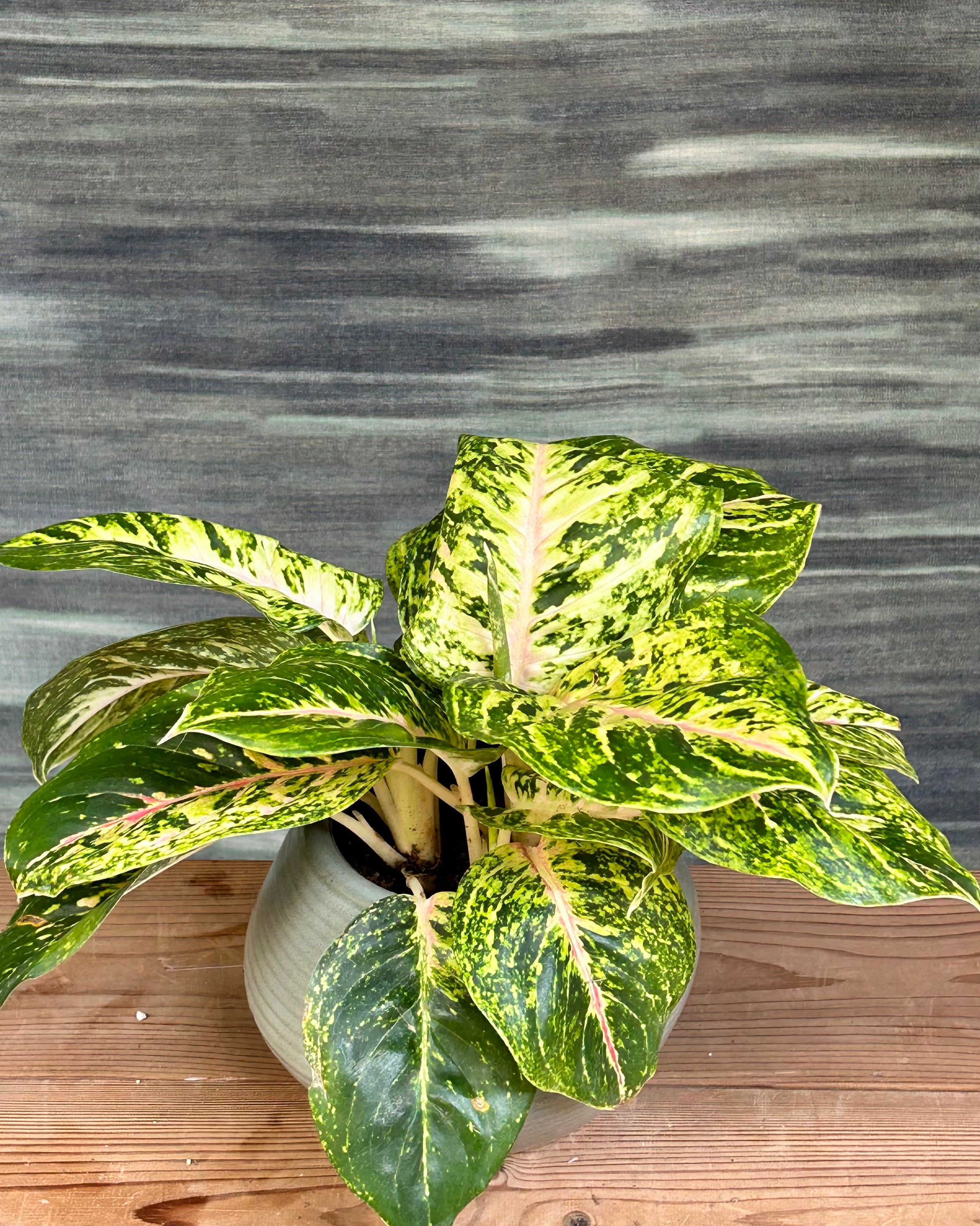 Agloanema Firework Green Lucky in Sand Dune