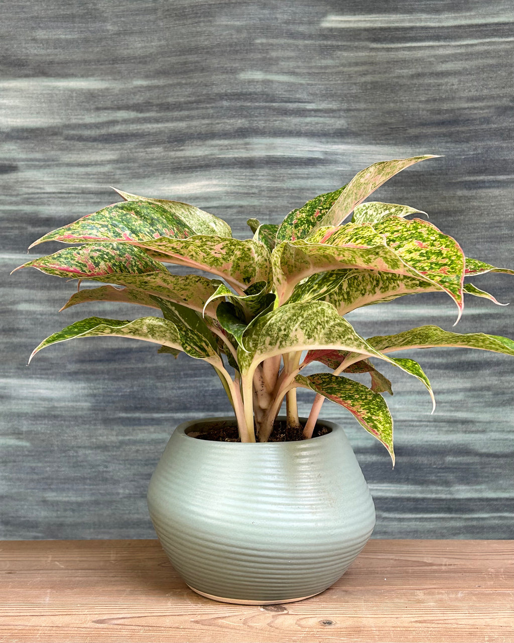 Agloanema Firework Happiness in Sand Dune