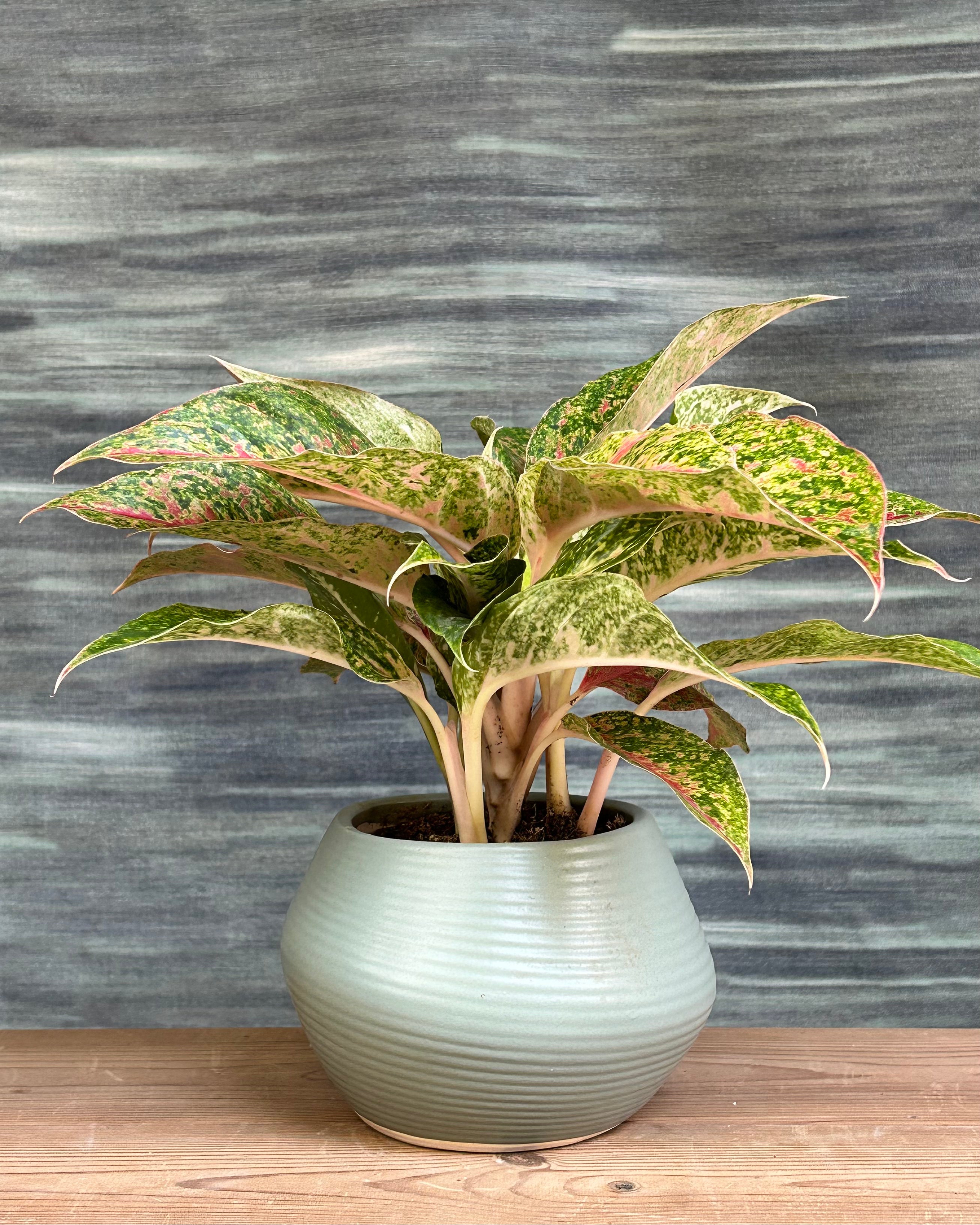 Agloanema Firework Happiness in Sand Dune