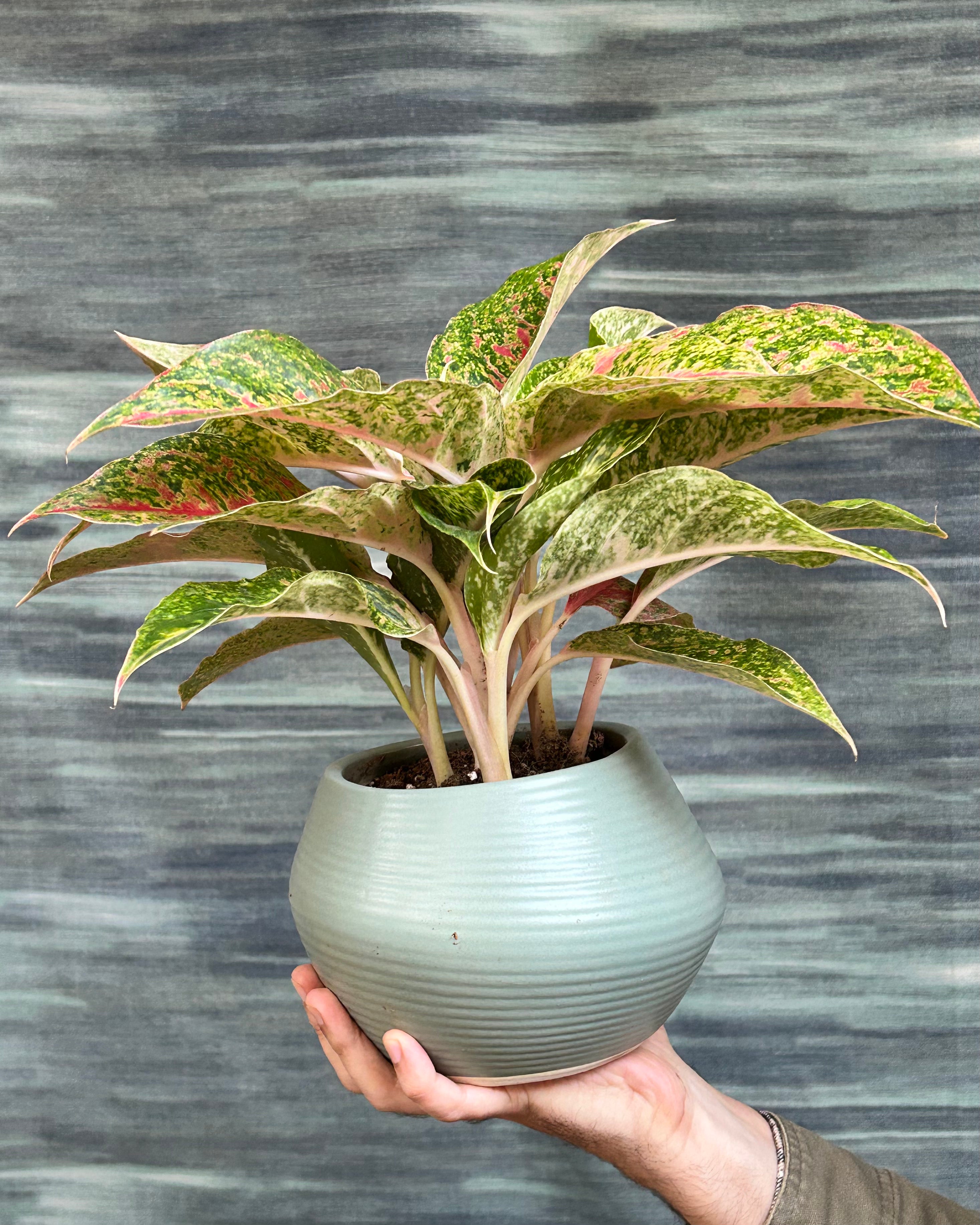 Agloanema Firework Happiness in Sand Dune