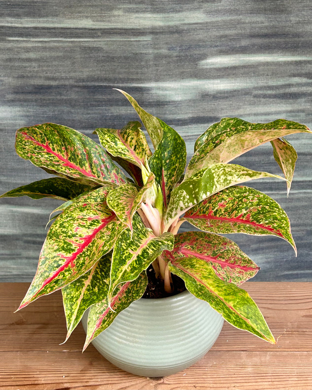 Agloanema Firework Happiness in Sand Dune