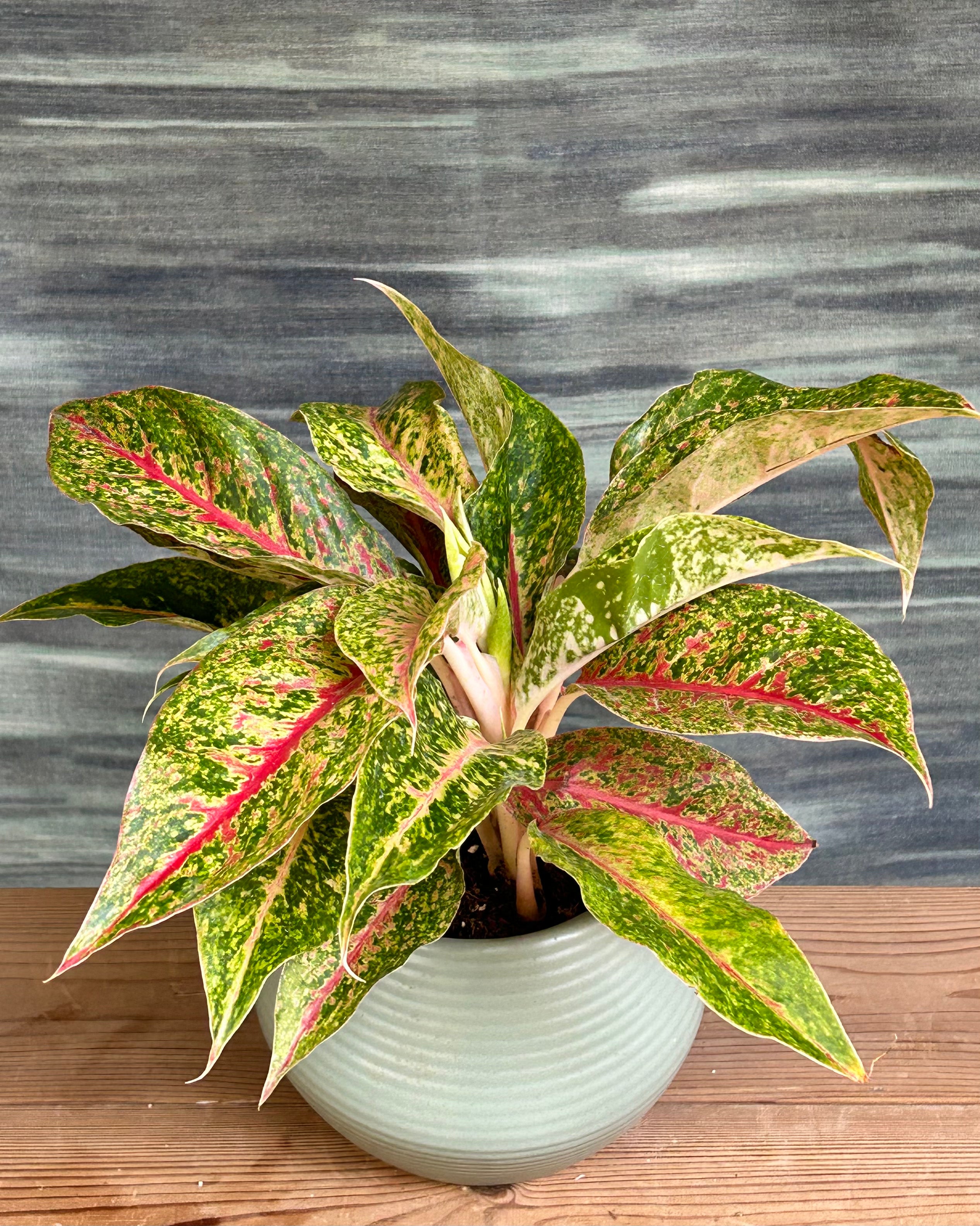 Agloanema Firework Happiness in Sand Dune