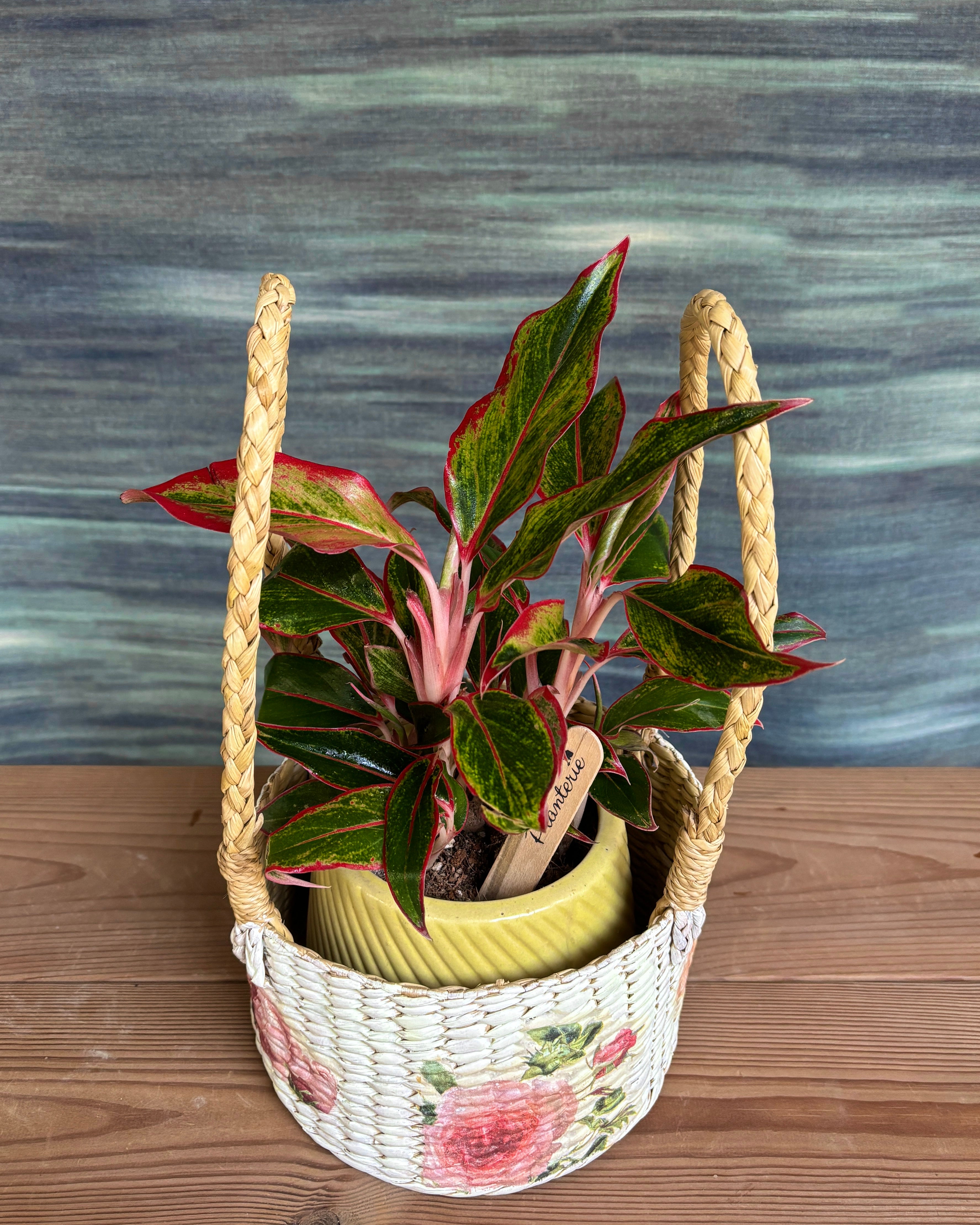 Agloanema Lipstick in Yellow