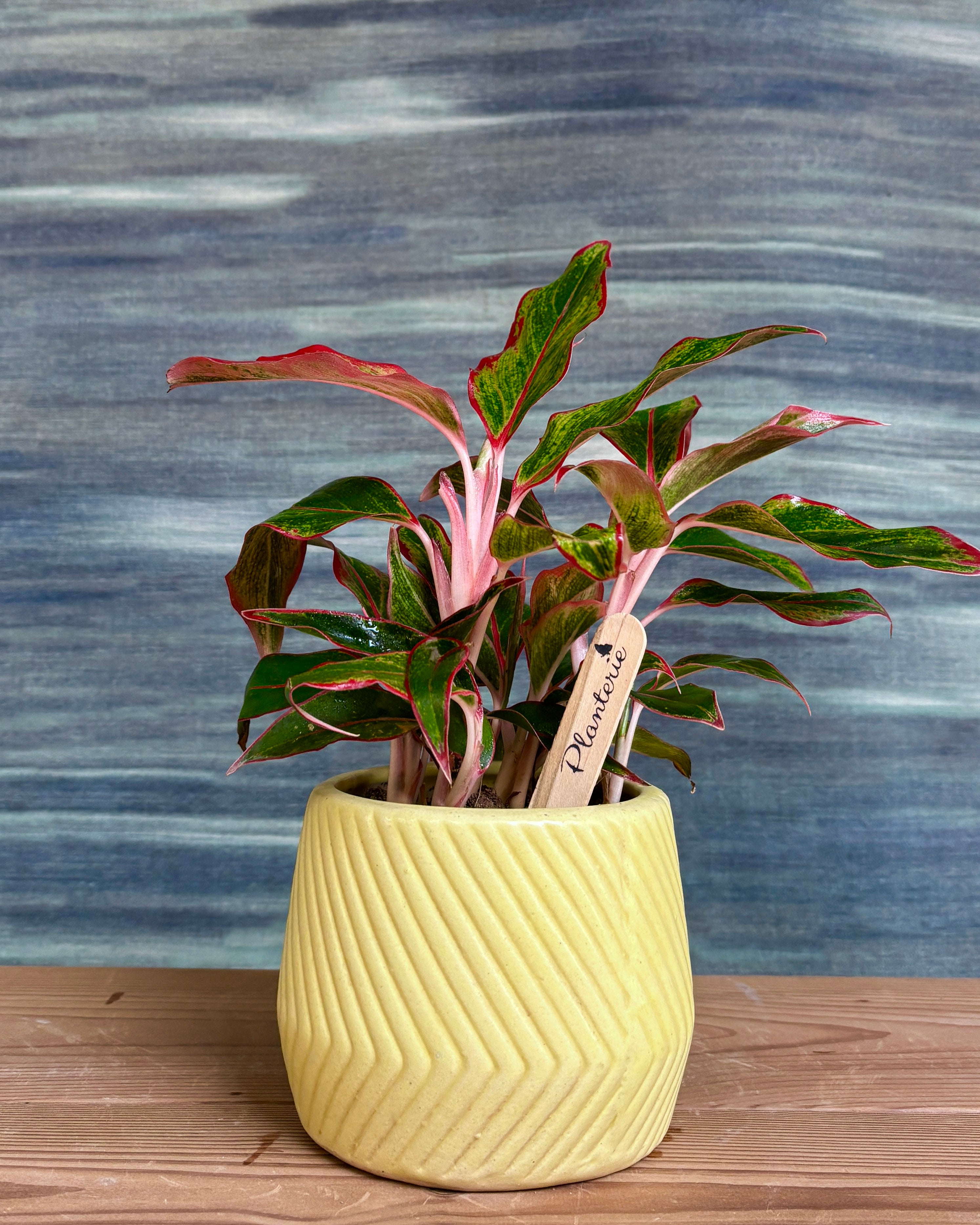 Agloanema Lipstick in Yellow