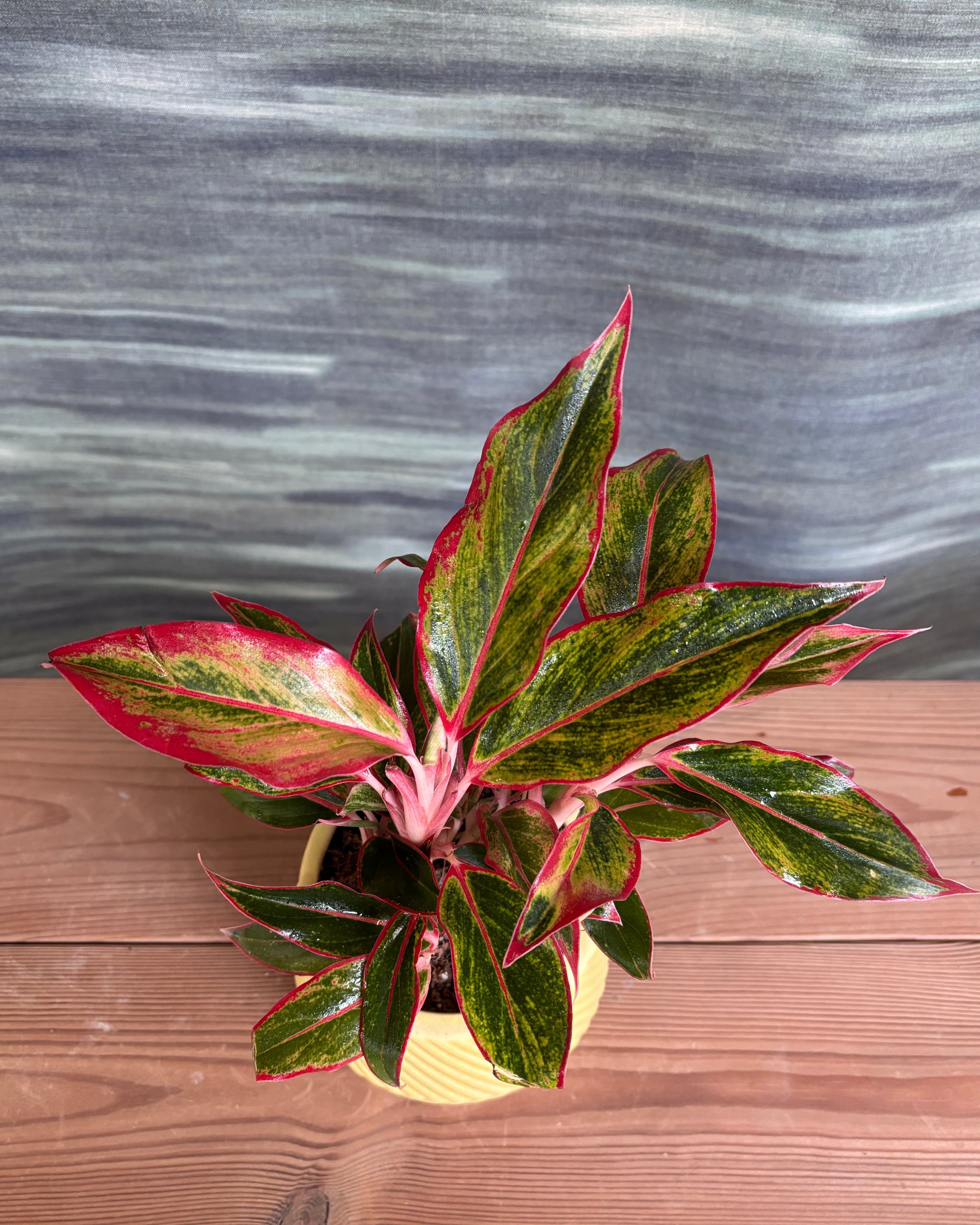 Agloanema Lipstick in Yellow