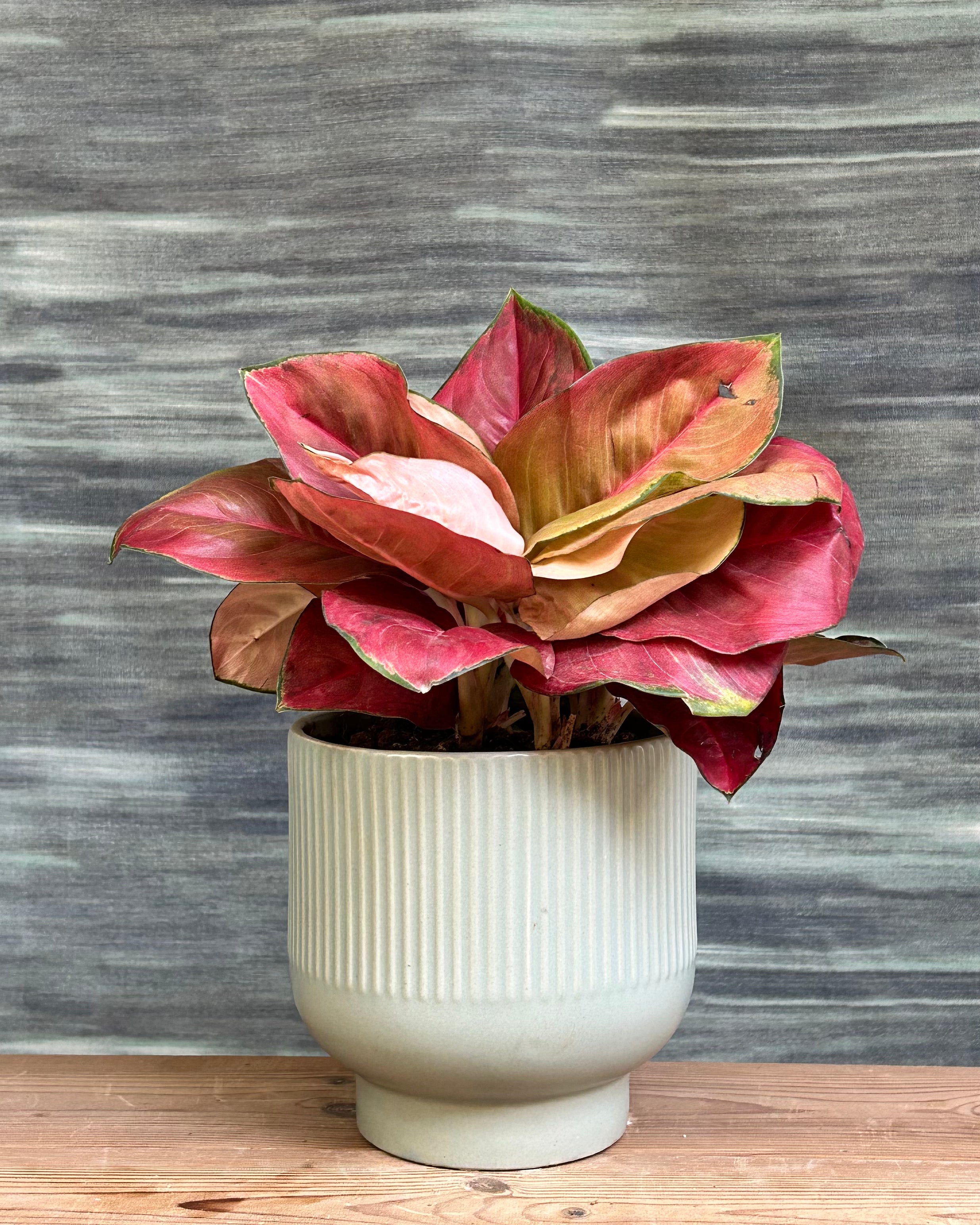 Agloanema Thailand Red in Ribbed Chalice