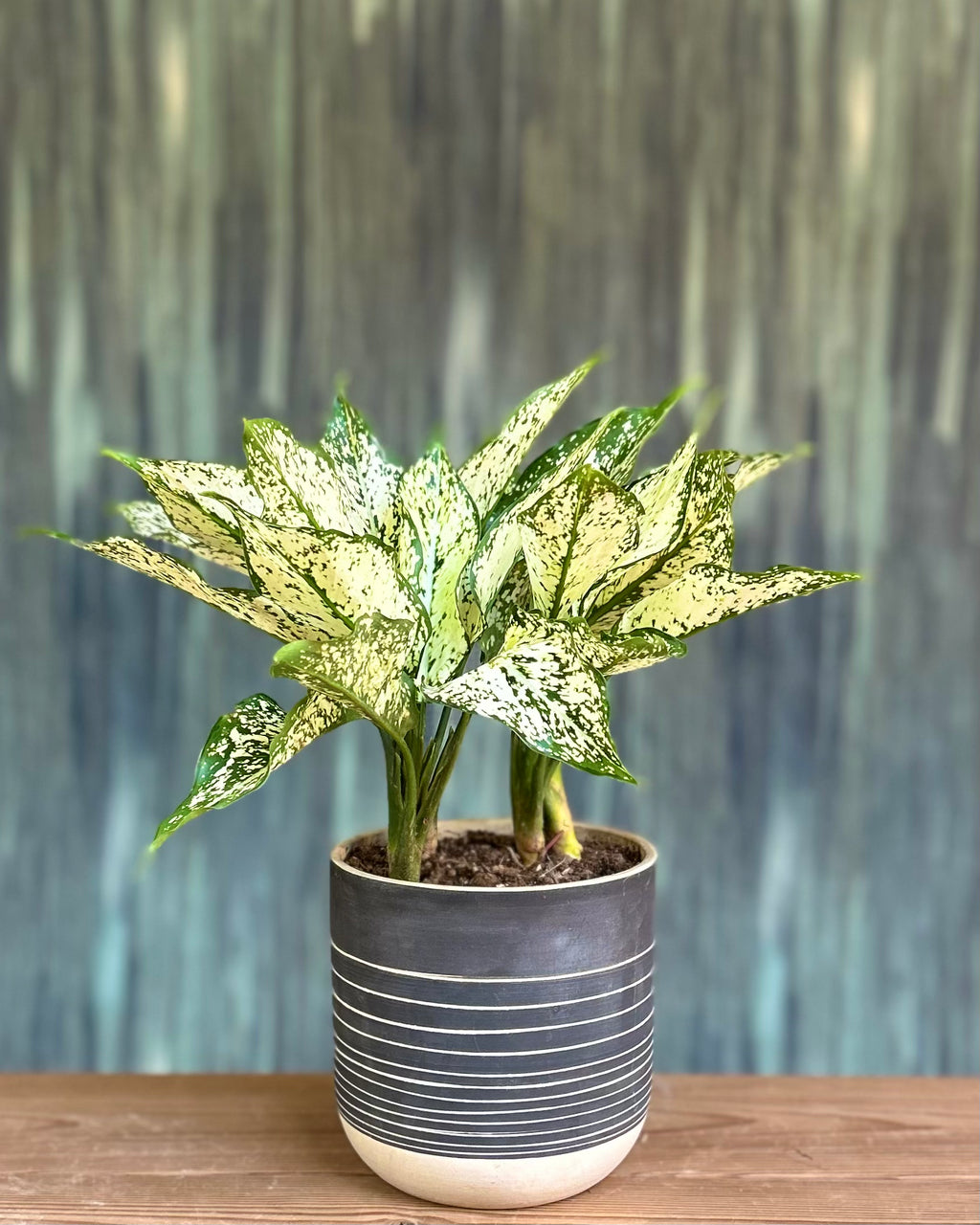 Agloanema Snow White in Charcaol