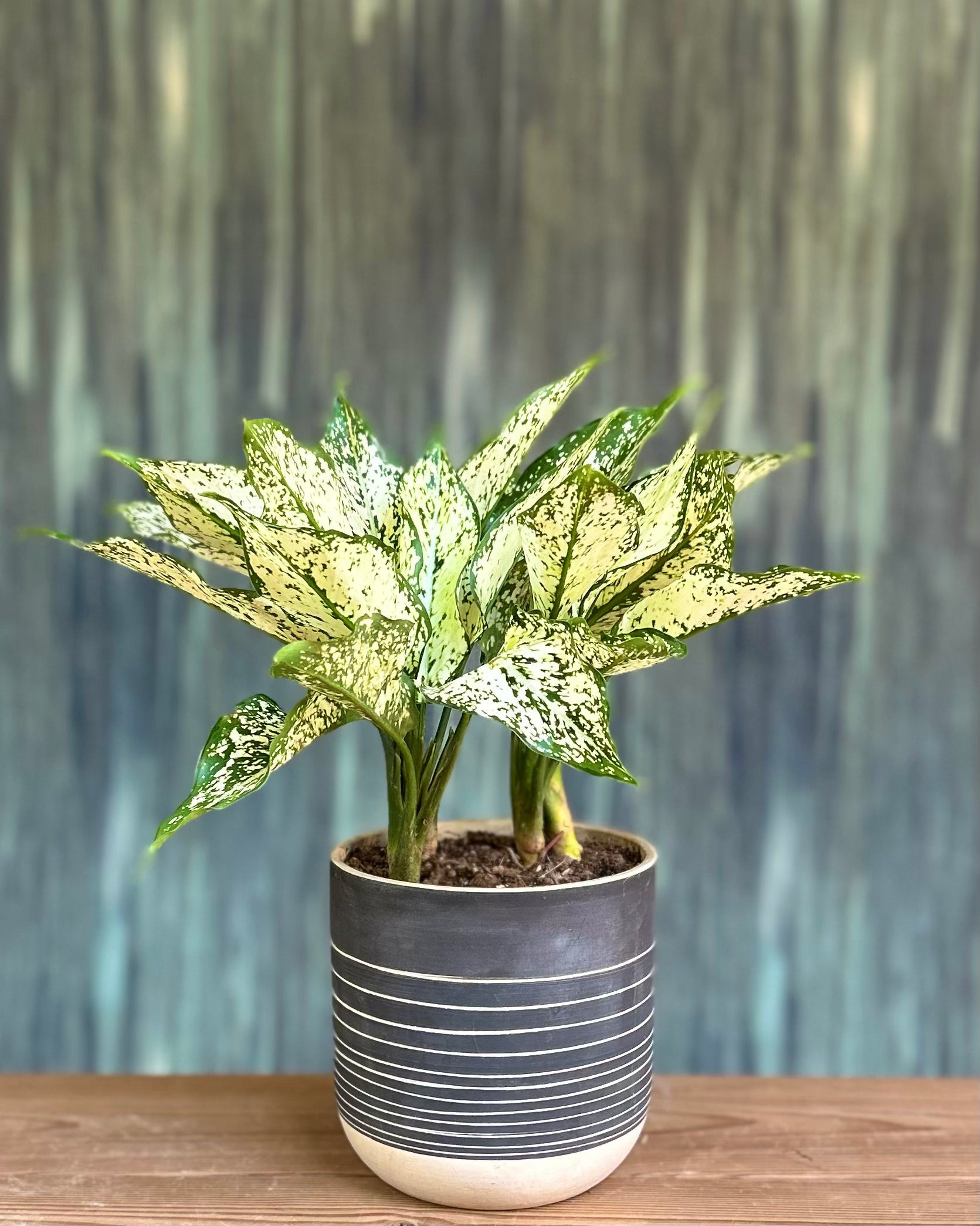 Agloanema Snow White in Charcaol