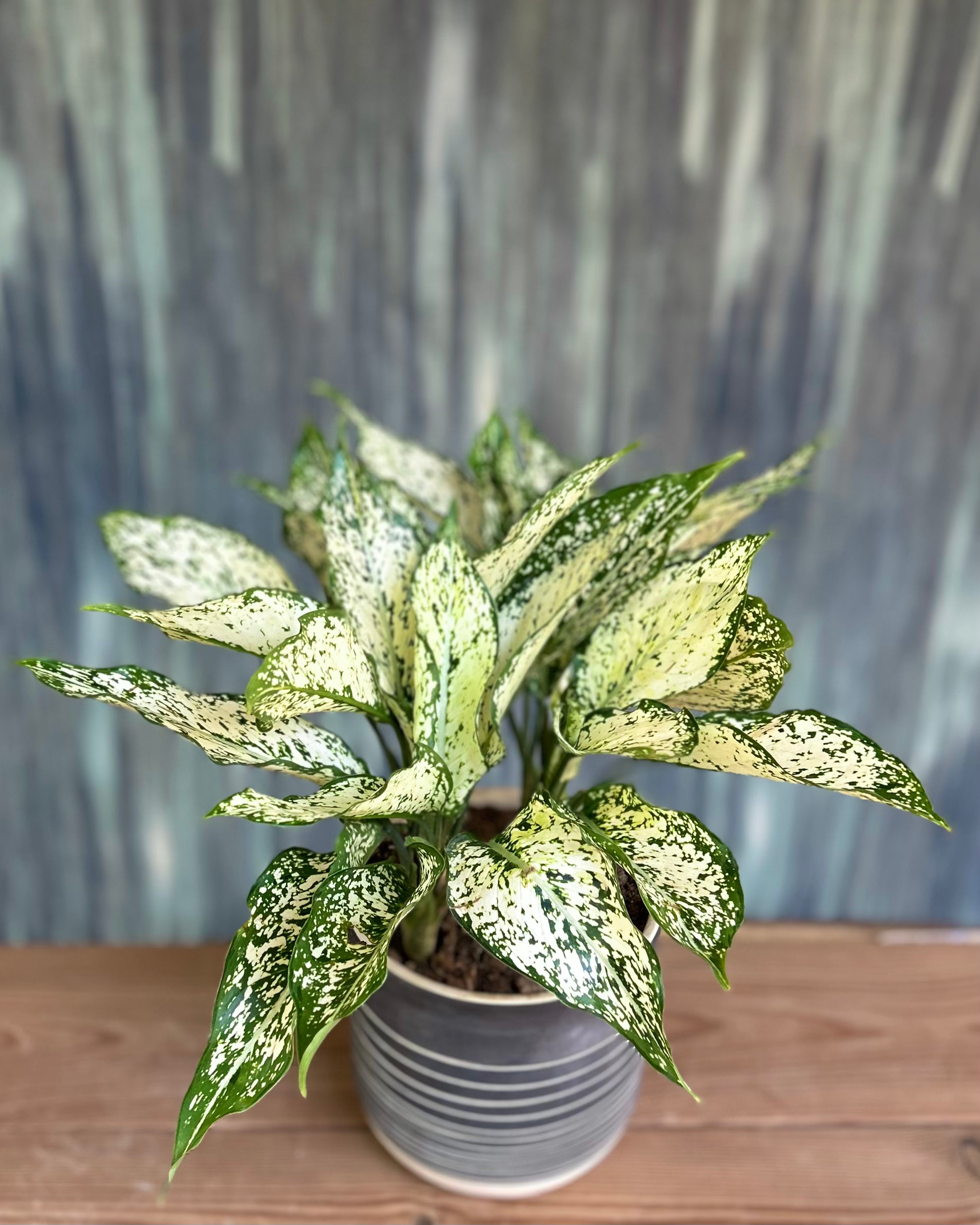 Agloanema Snow White in Charcaol