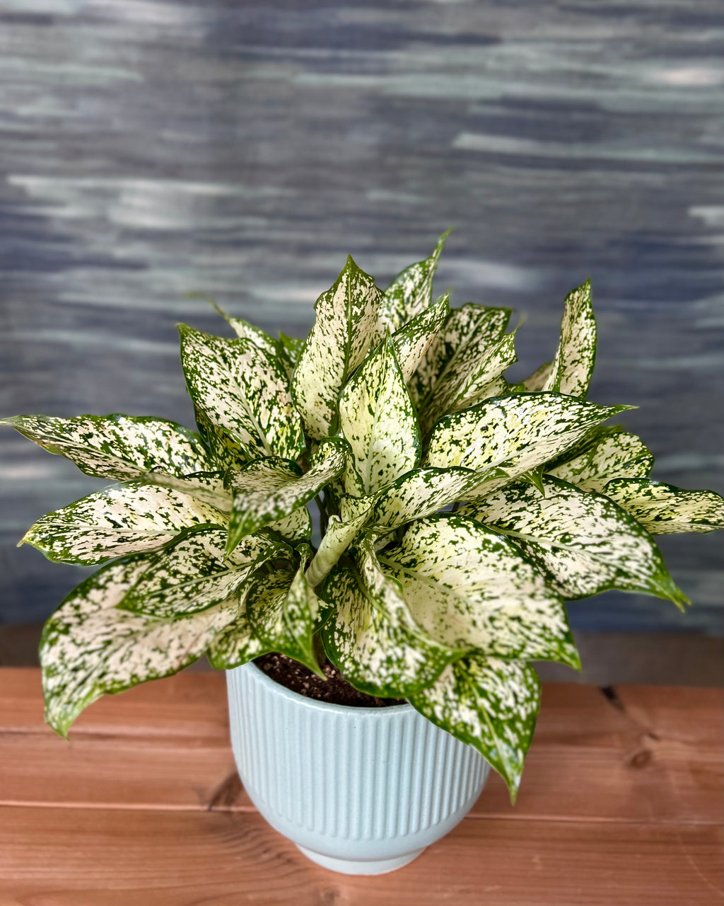 Agloanema Snow White in Grey-Blue Chalice