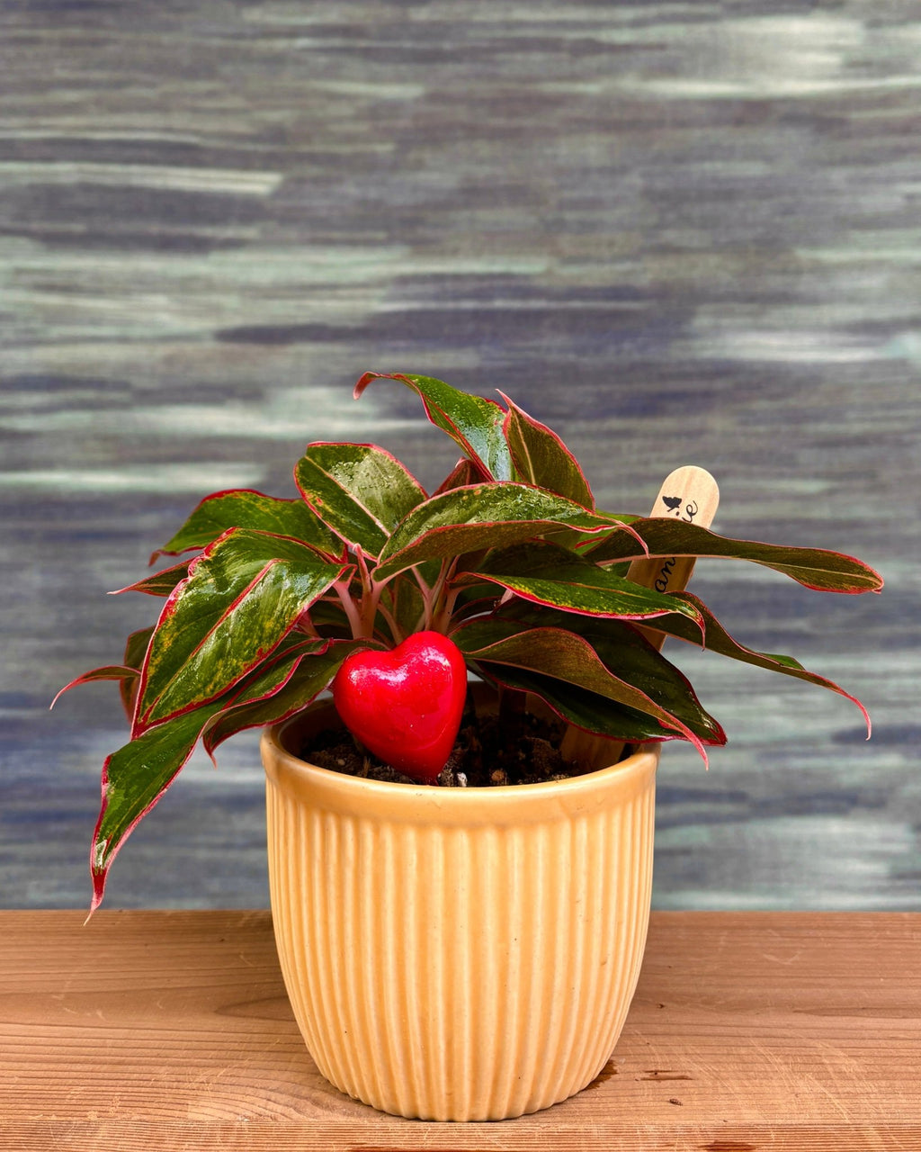 Aglaonema Lipstick in Yellow Pudding