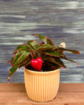 Aglaonema Lipstick in Yellow Pudding