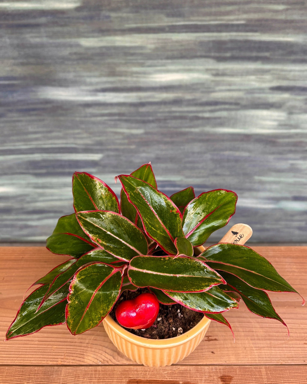 Aglaonema Lipstick in Yellow Pudding