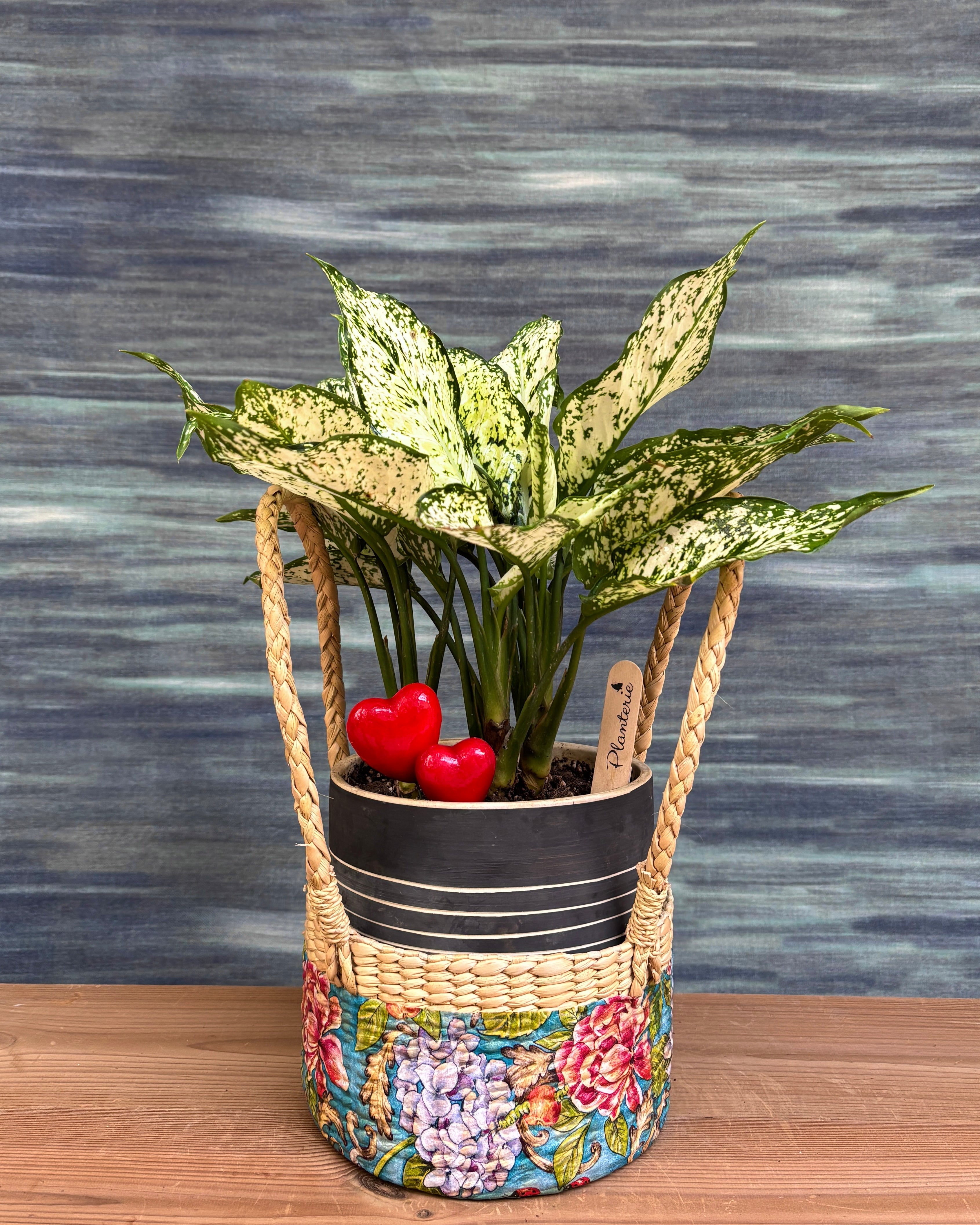 Agloanema Snow White in Charcaol