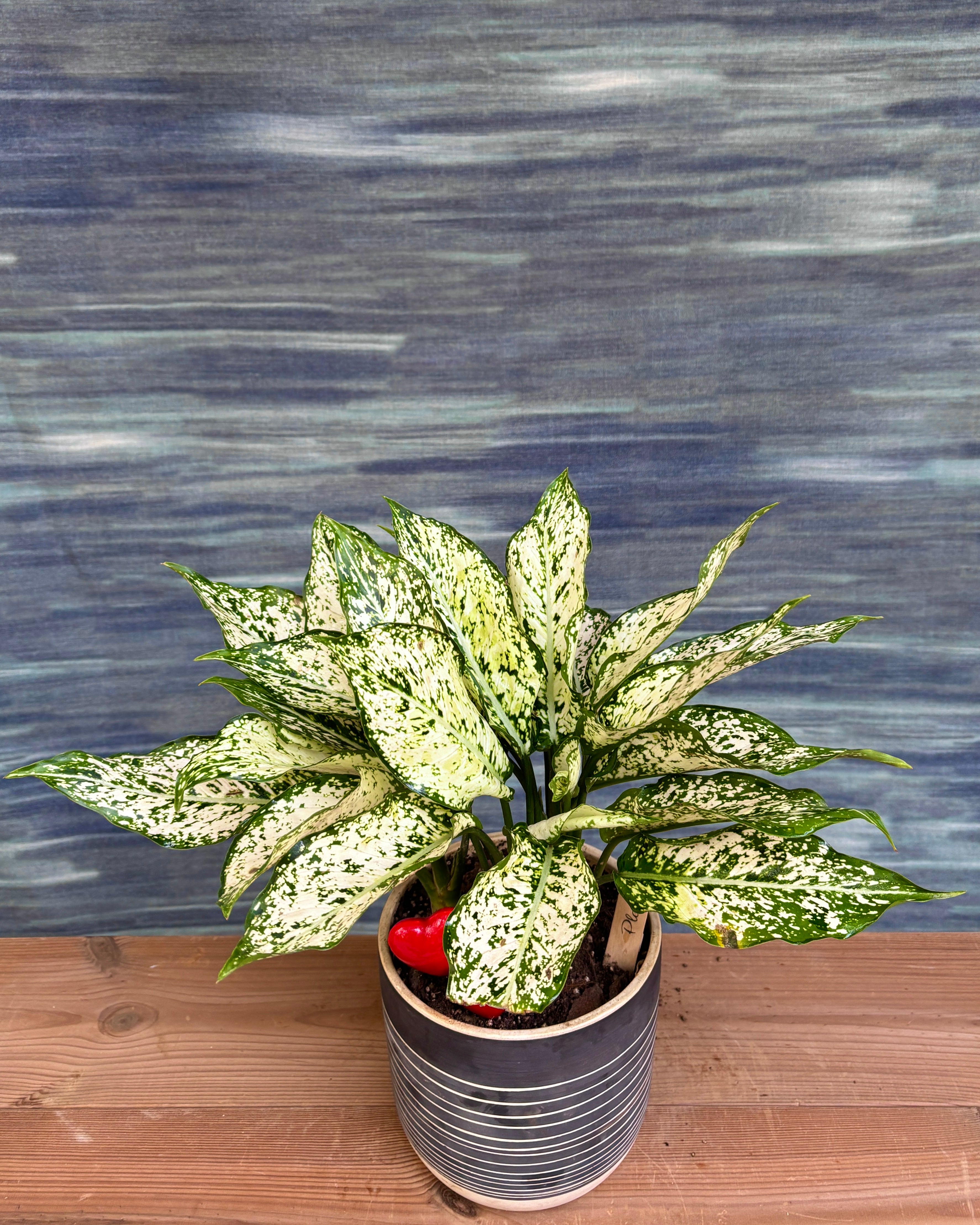 Agloanema Snow White in Charcaol