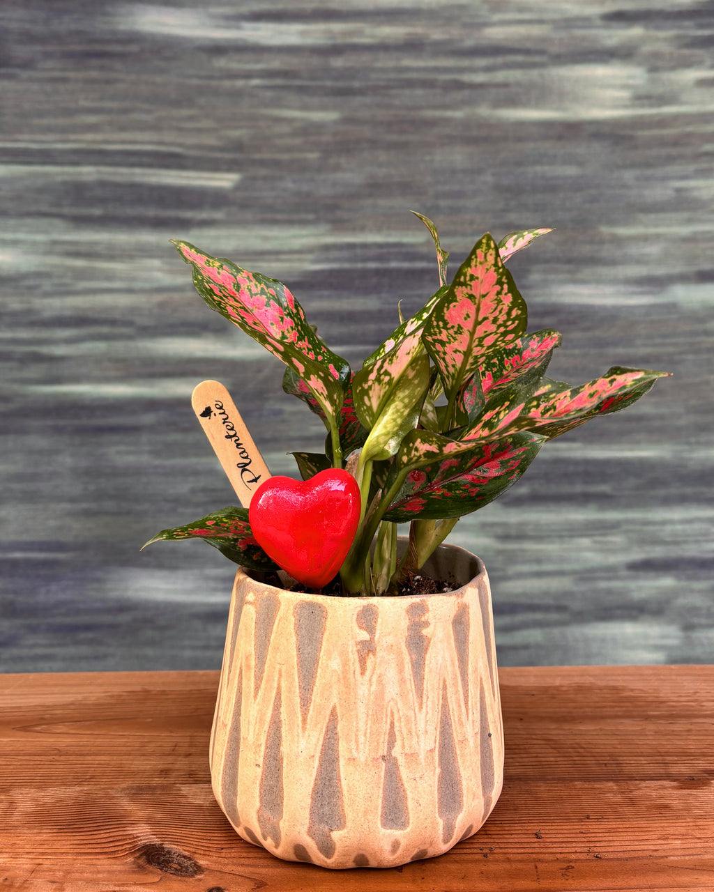 Agloanema Angel in Grey Diamond