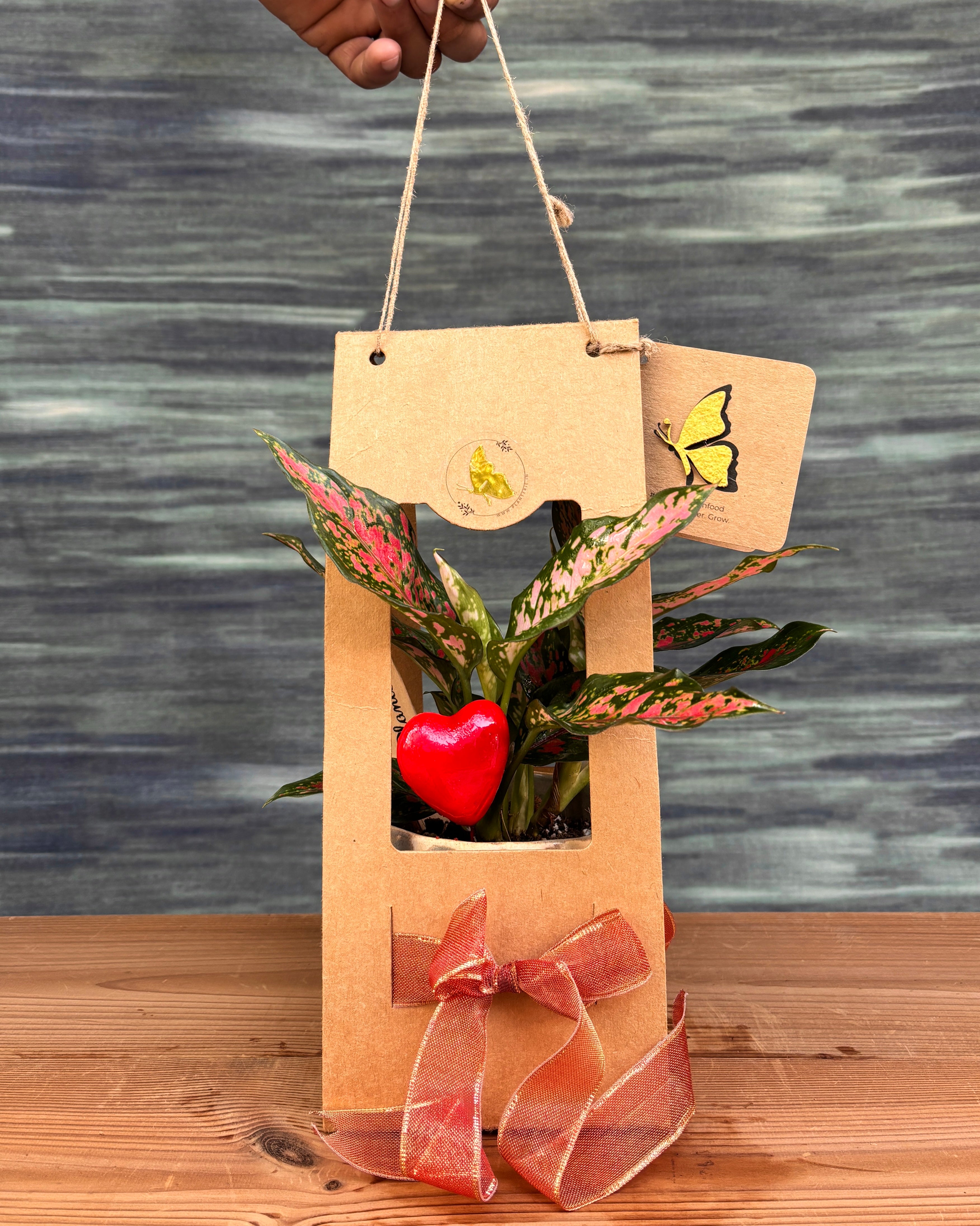 Agloanema Angel in Grey Diamond