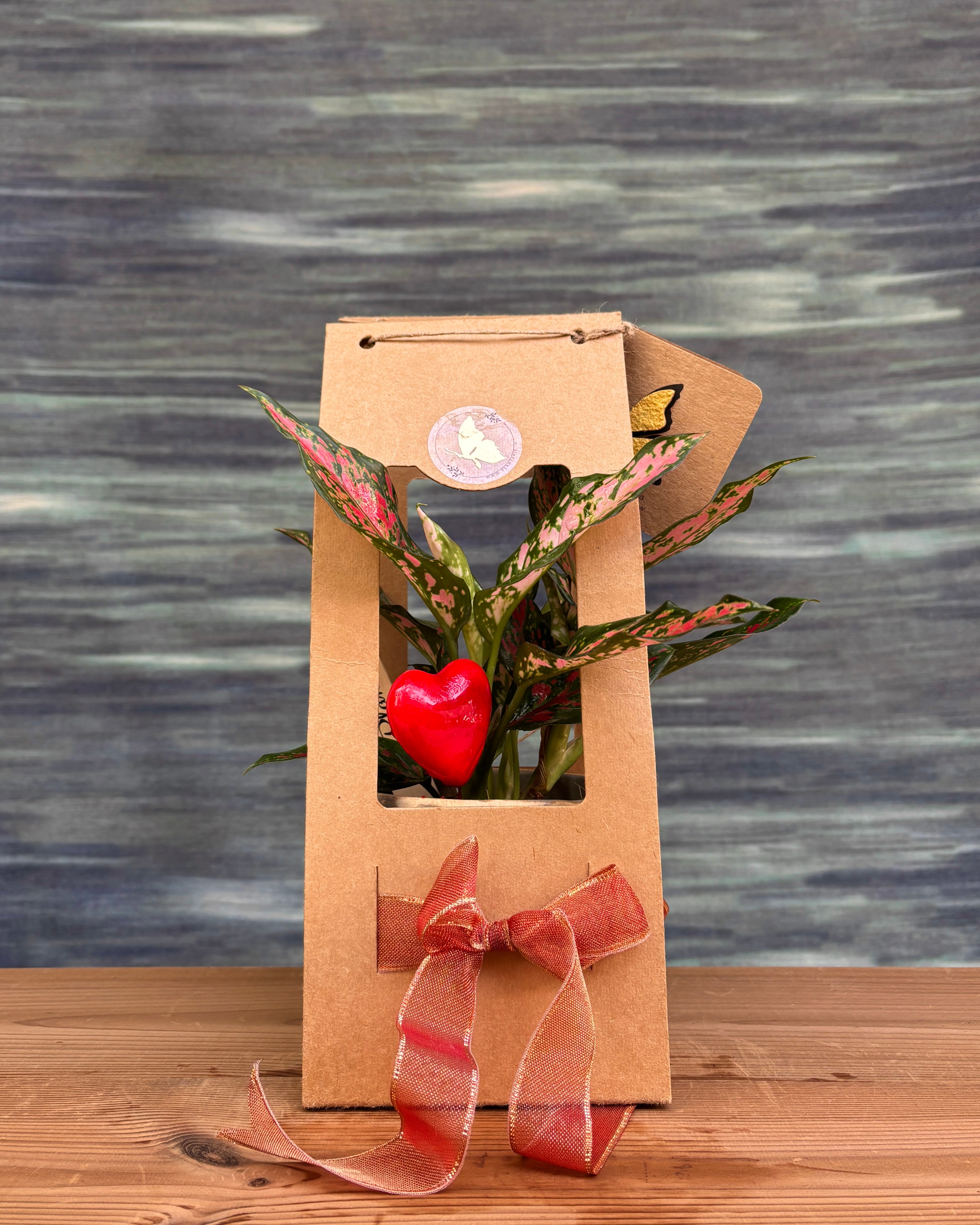 Agloanema Angel in Grey Diamond