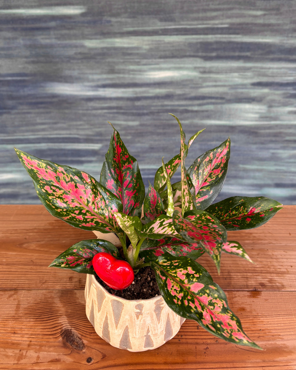 Agloanema Angel in Grey Diamond