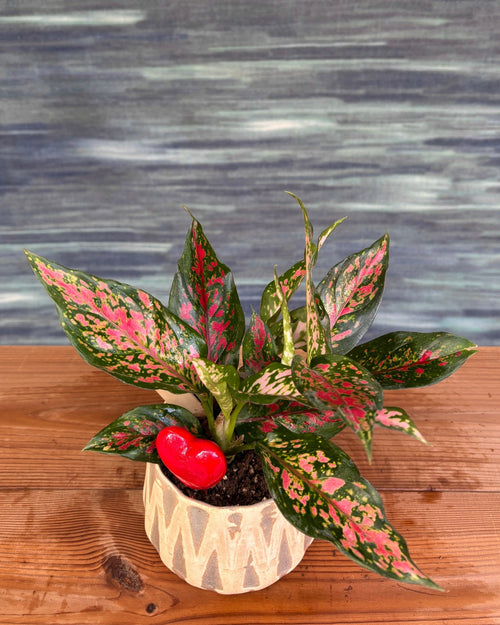 Aglaonema Angel in Grey Diamond