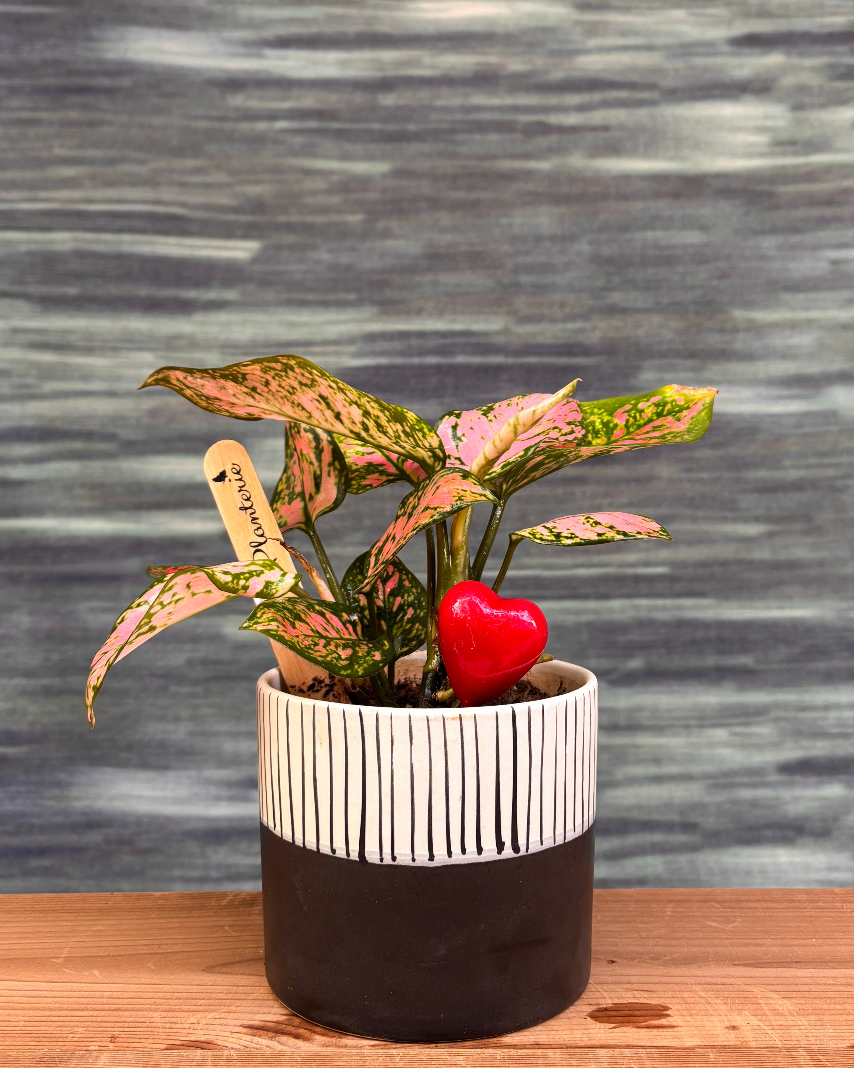 Agloanema Red in Basic Black