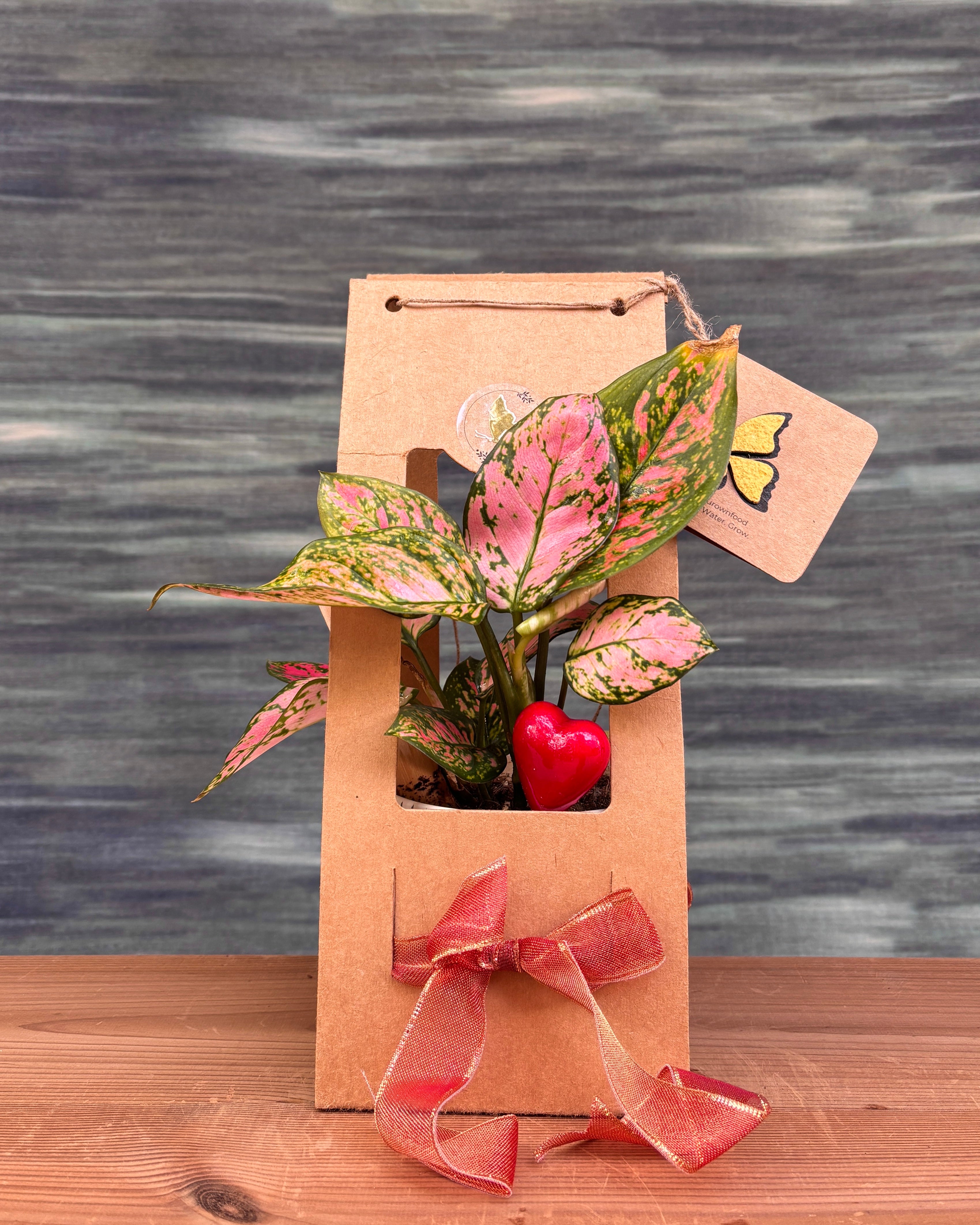 Agloanema Red in Basic Black