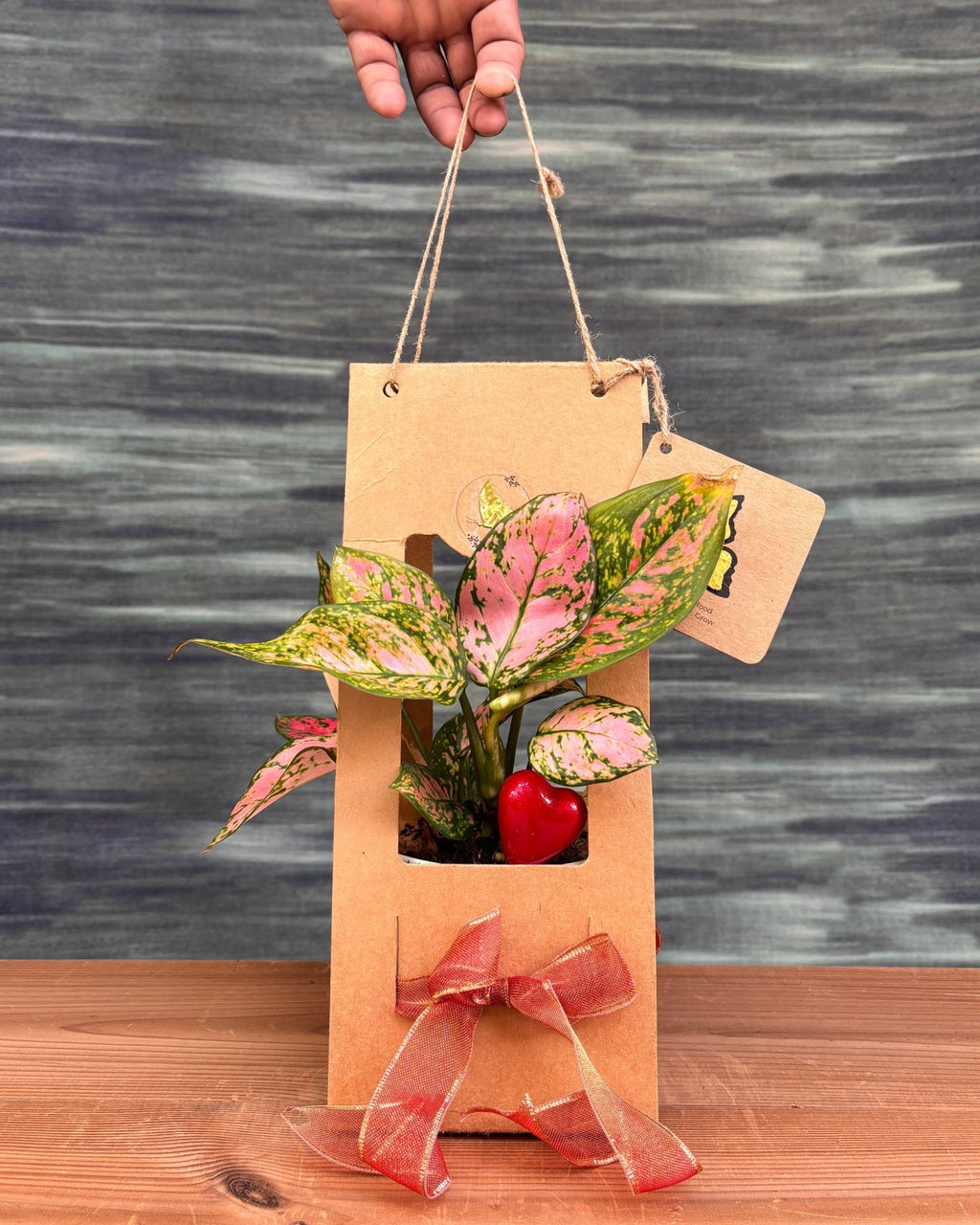 Aglaonema Red in Basic Black