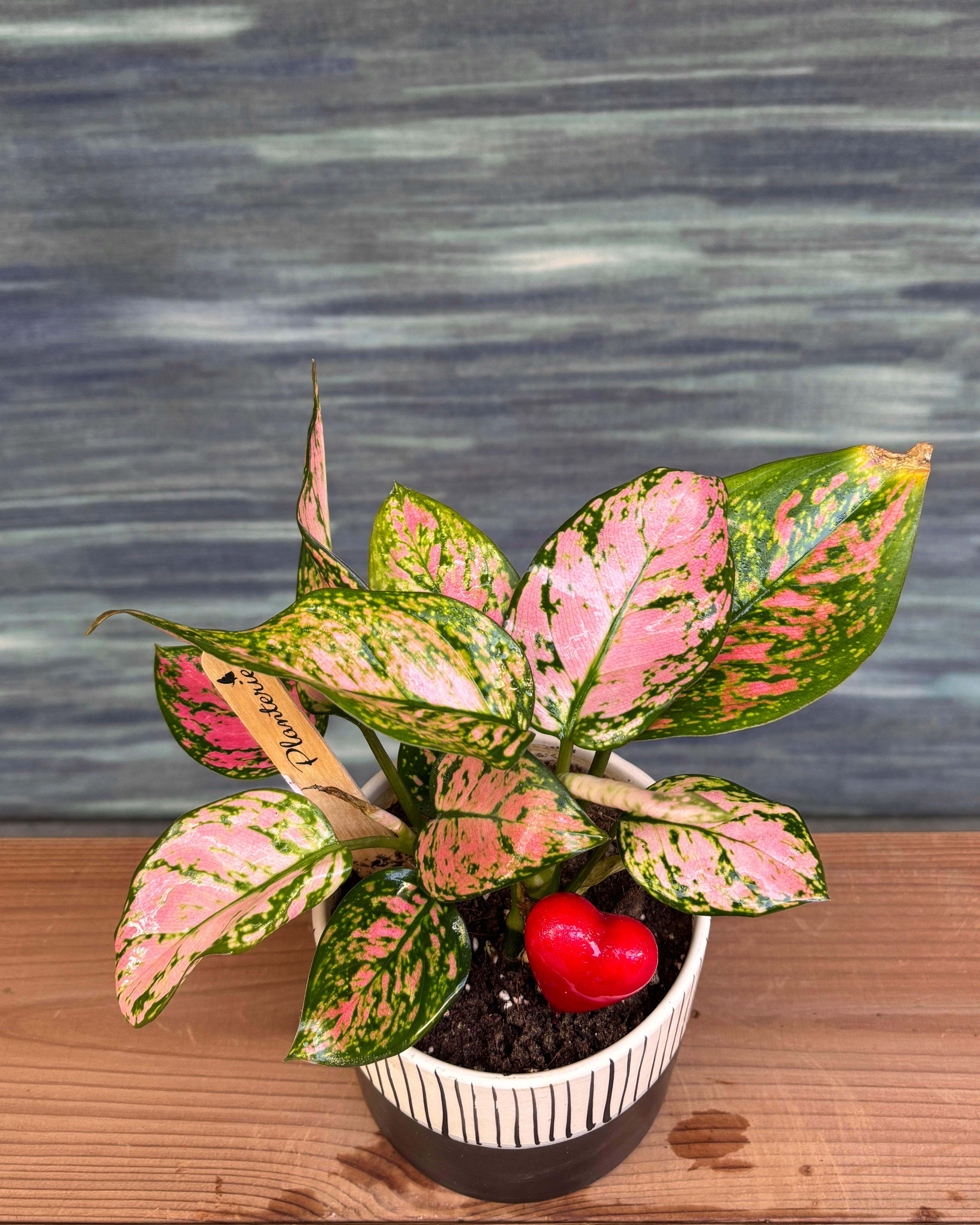 Agloanema Red in Basic Black