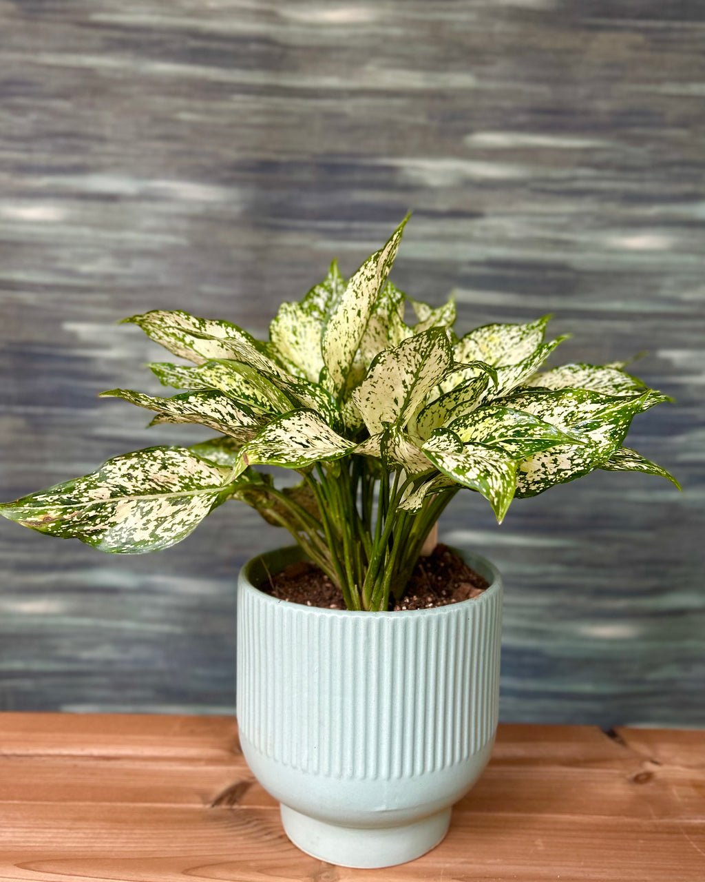 Agloanema Snow White in Grey-Blue Chalice